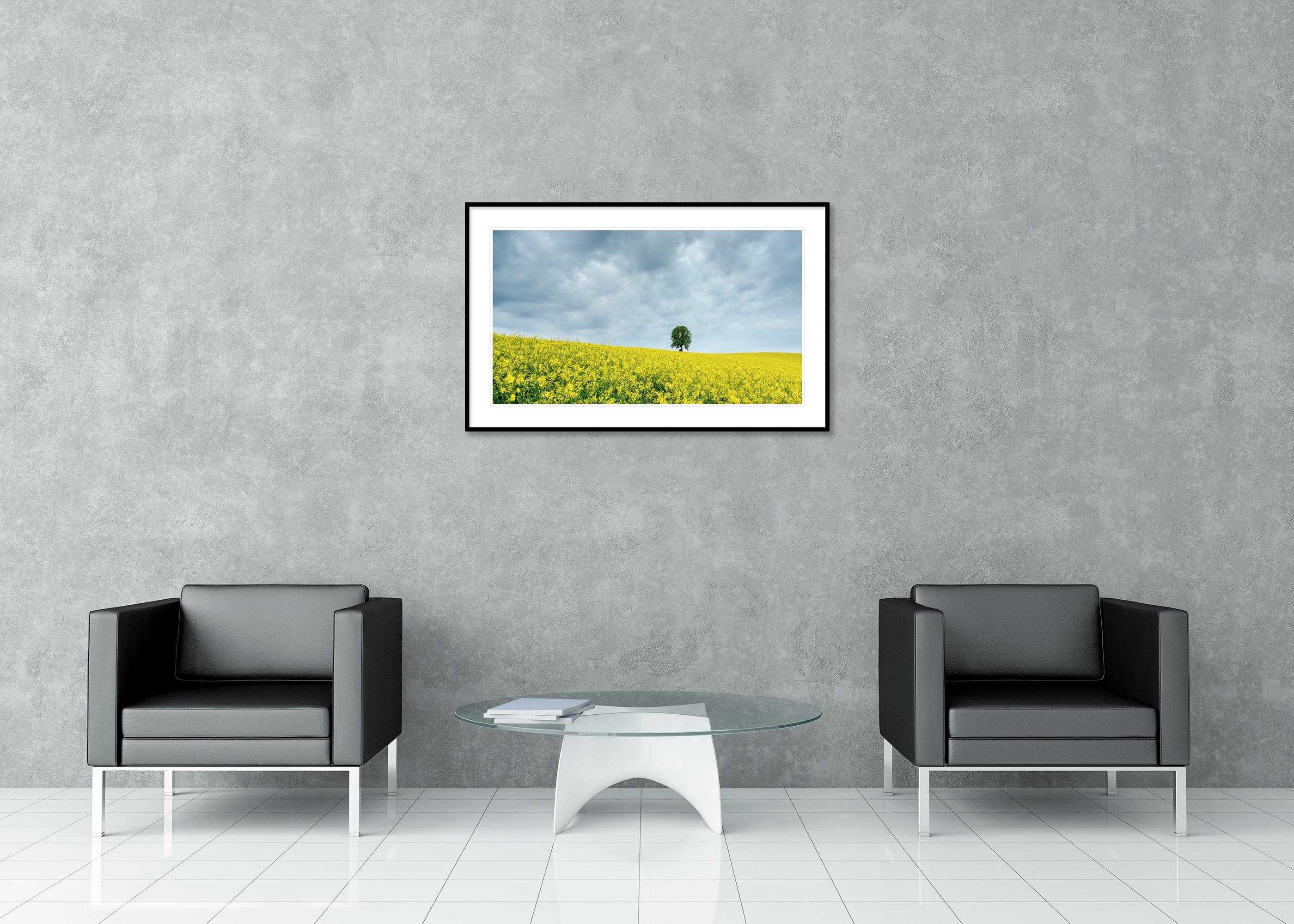 Tree in jaune rapeseed Field, photographie couleur, édition limitée, paysage en vente 2