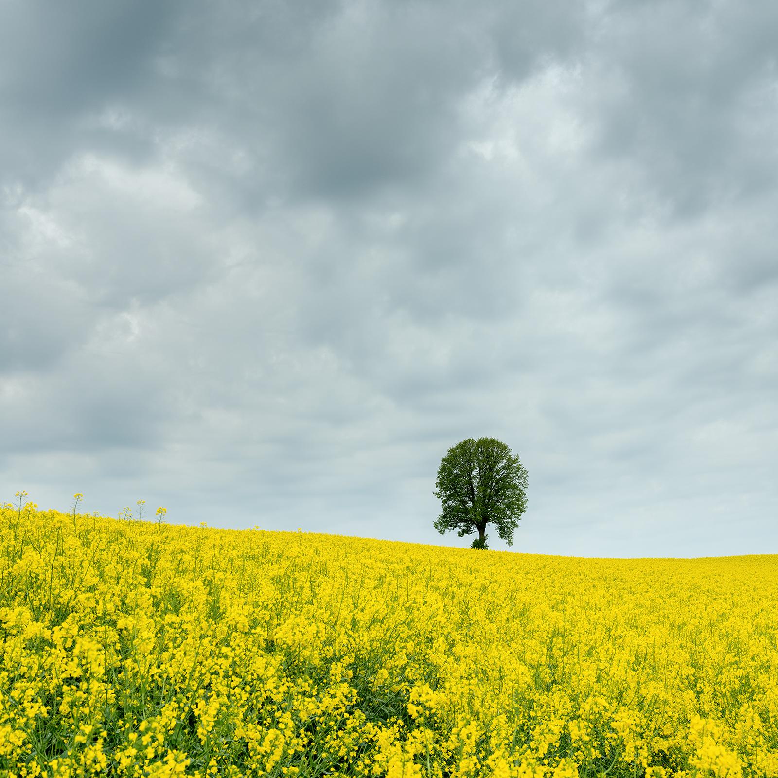 Baum in gelbem Rapeseed Field, Farbfotografie, limitierte Auflage, Landschaft im Angebot 4