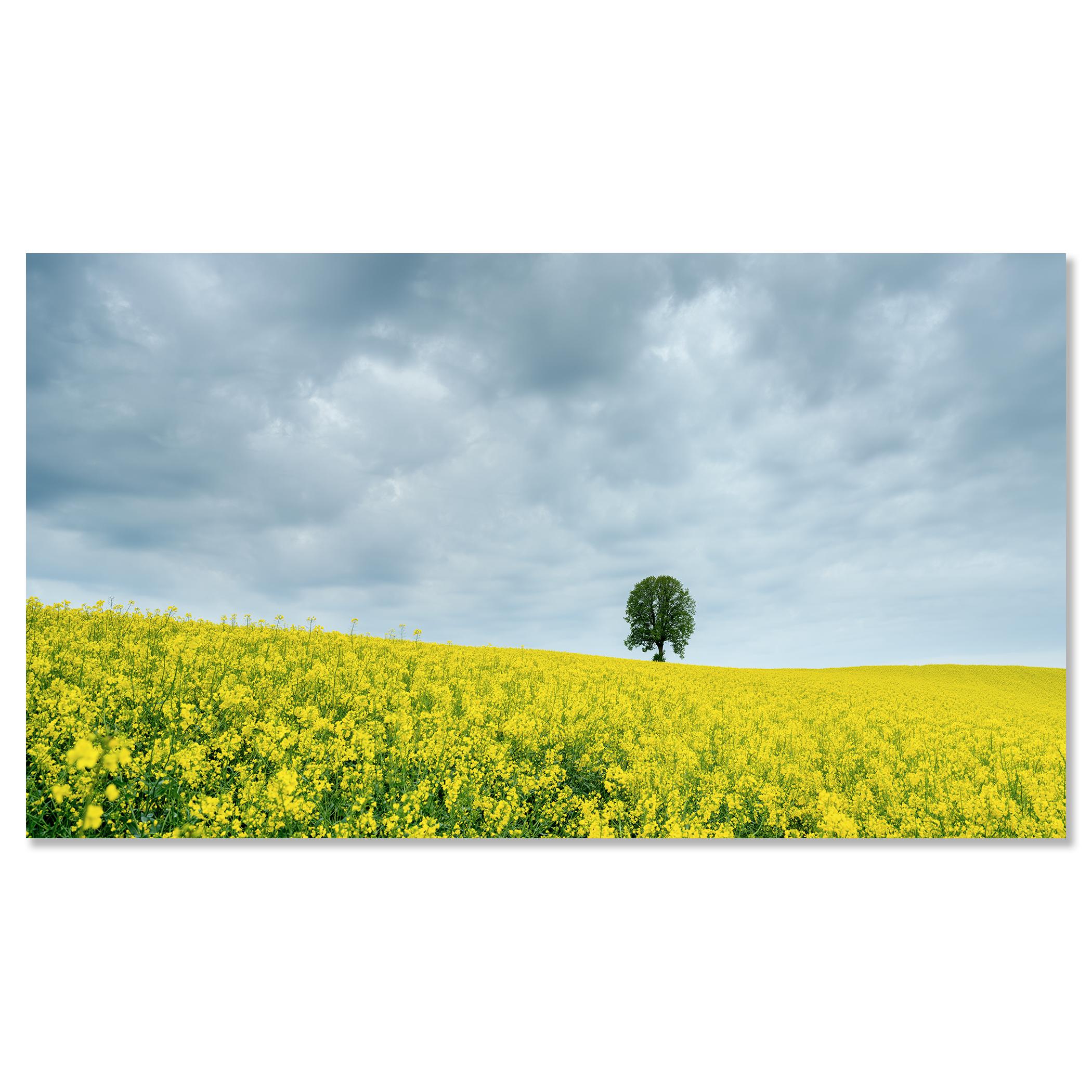Tree in jaune rapeseed Field, photographie couleur, édition limitée, paysage en vente 3