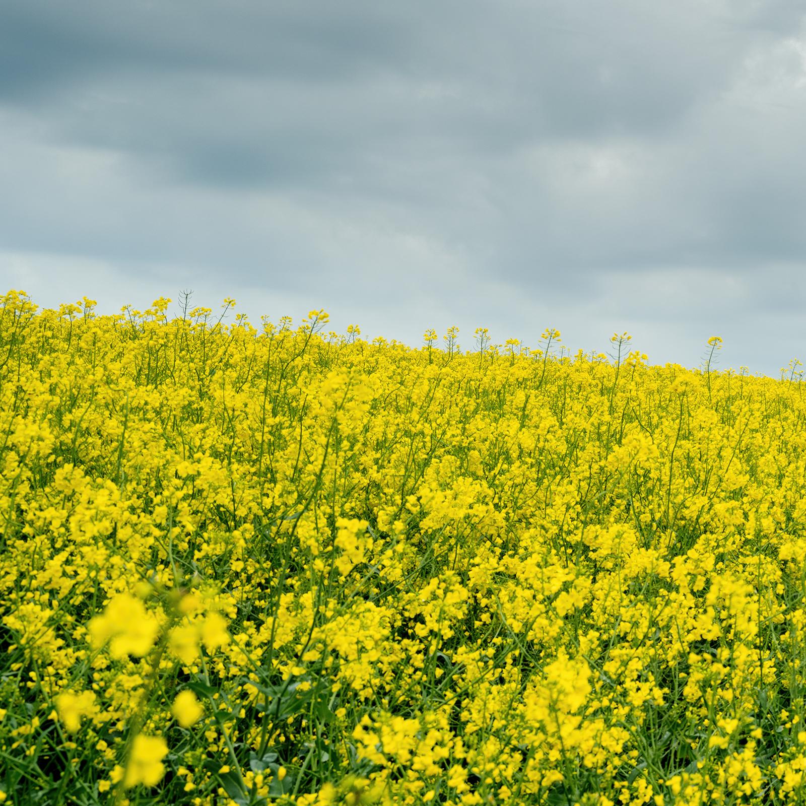 Baum in gelbem Rapeseed Field, Farbfotografie, limitierte Auflage, Landschaft im Angebot 5