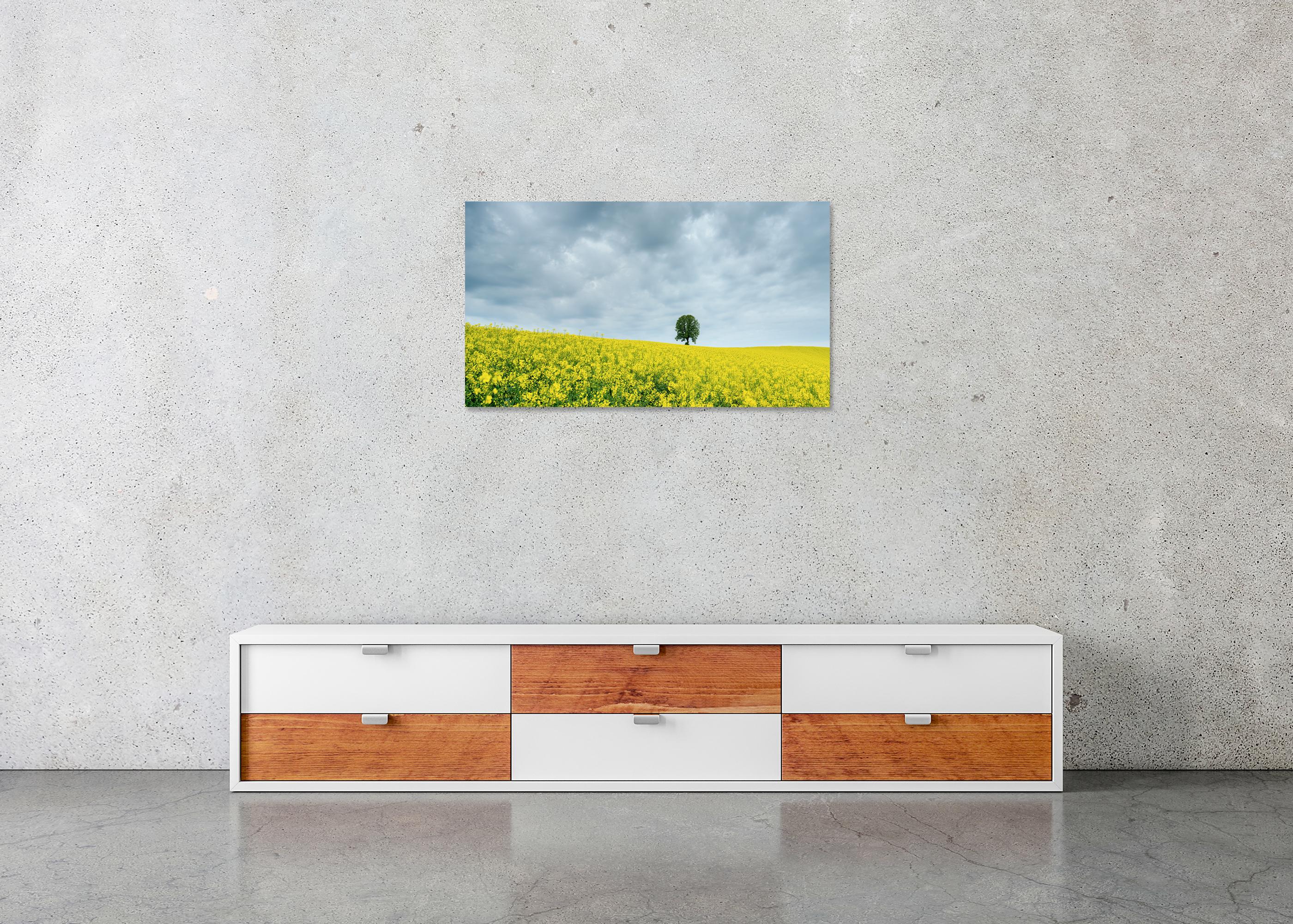 Tree in jaune rapeseed Field, photographie couleur, édition limitée, paysage en vente 4