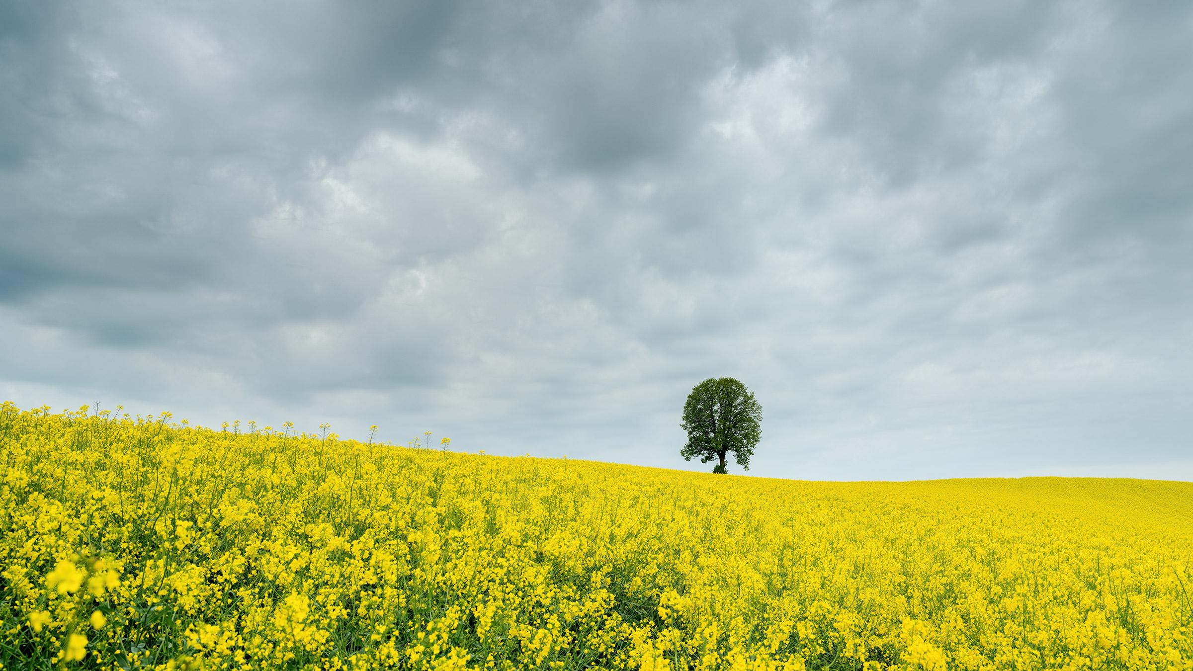Albero in campo giallo di colza, fotografia a colori, edizione limitata, paesaggio