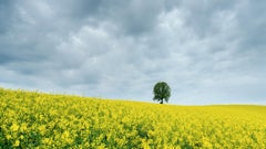 Albero in campo giallo di colza, fotografia a colori, edizione limitata, paesaggio