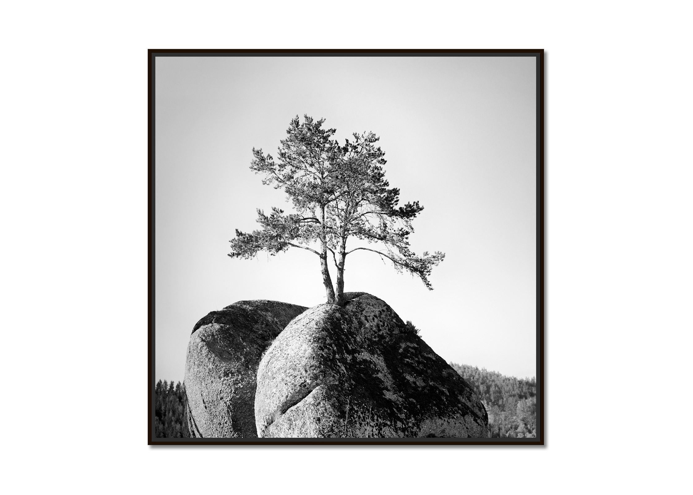 Tree on the Rock Austria minimalist black white landscape fine art photography - Photograph by Gerald Berghammer
