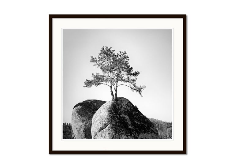 Gerald Berghammer Tree on the Rock, Austria, minimalist black and