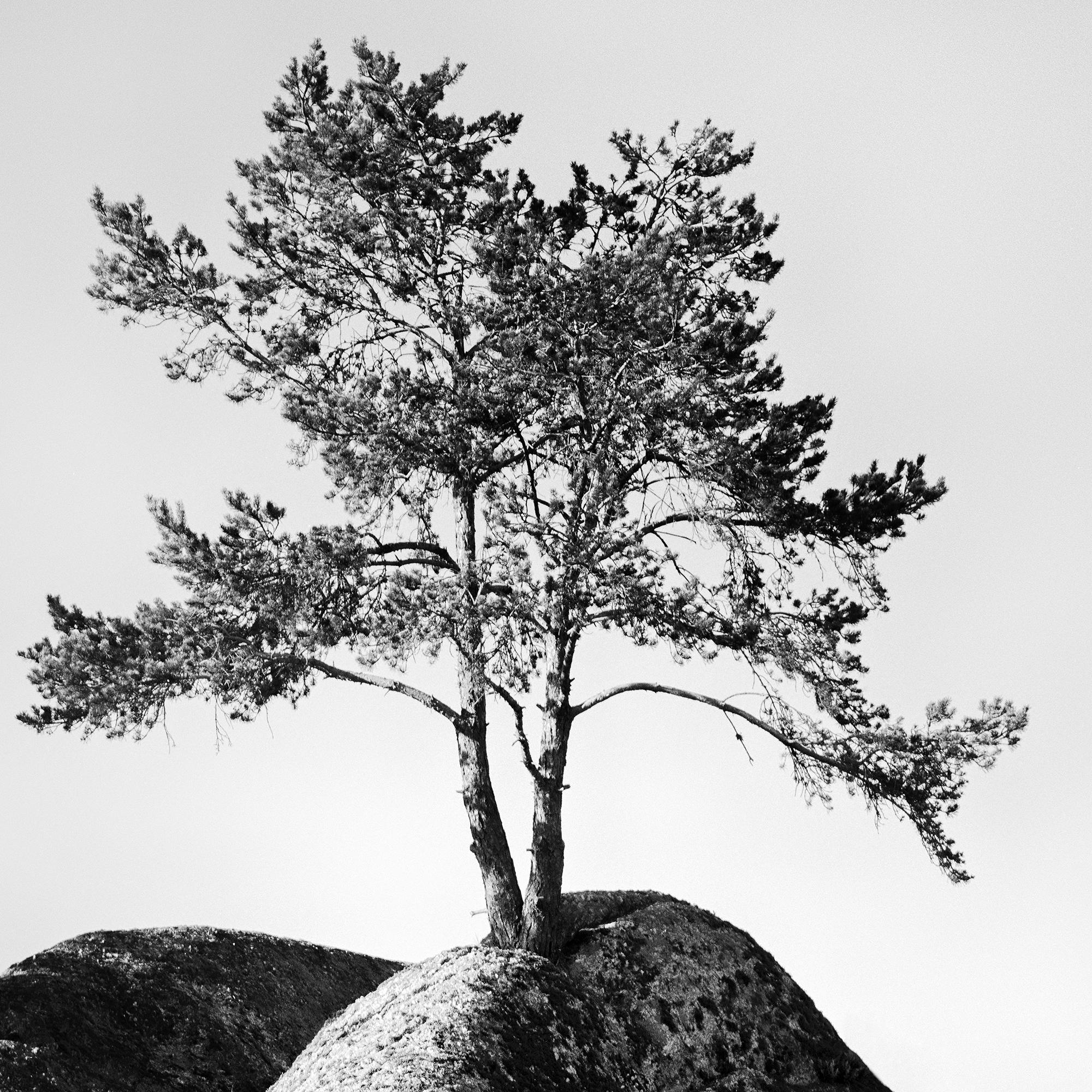 Einsamer Baum auf dem Felsen, minimalistische Landschaft, Fotografie in limitierter Auflage, Druck im Angebot 7