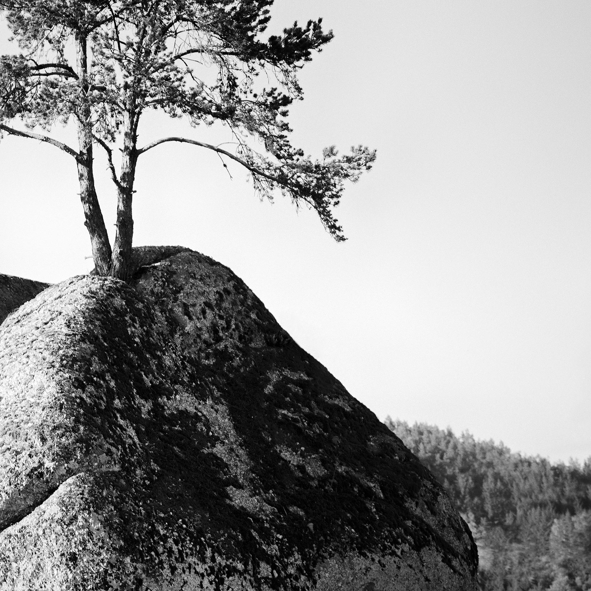 Einsamer Baum auf dem Felsen, minimalistische Landschaft, Fotografie in limitierter Auflage, Druck im Angebot 6
