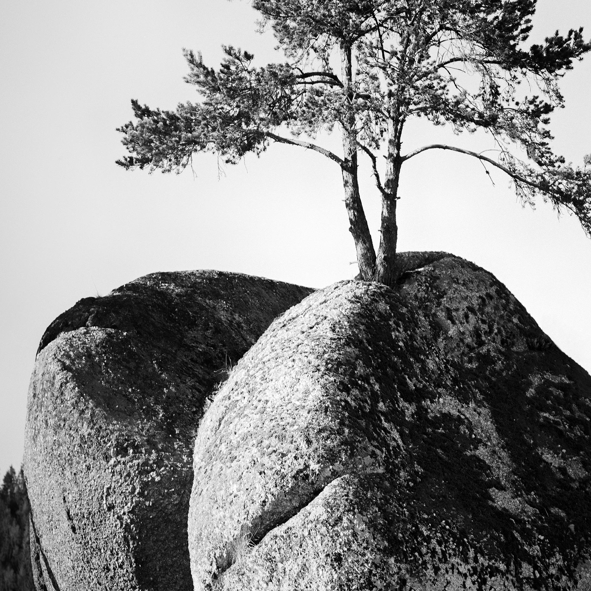 Einsamer Baum auf dem Felsen, minimalistische Landschaft, Fotografie in limitierter Auflage, Druck im Angebot 5