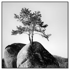 Lonely Tree on the Rock – Limited Edition B&W Archival Pigment Print, Austria