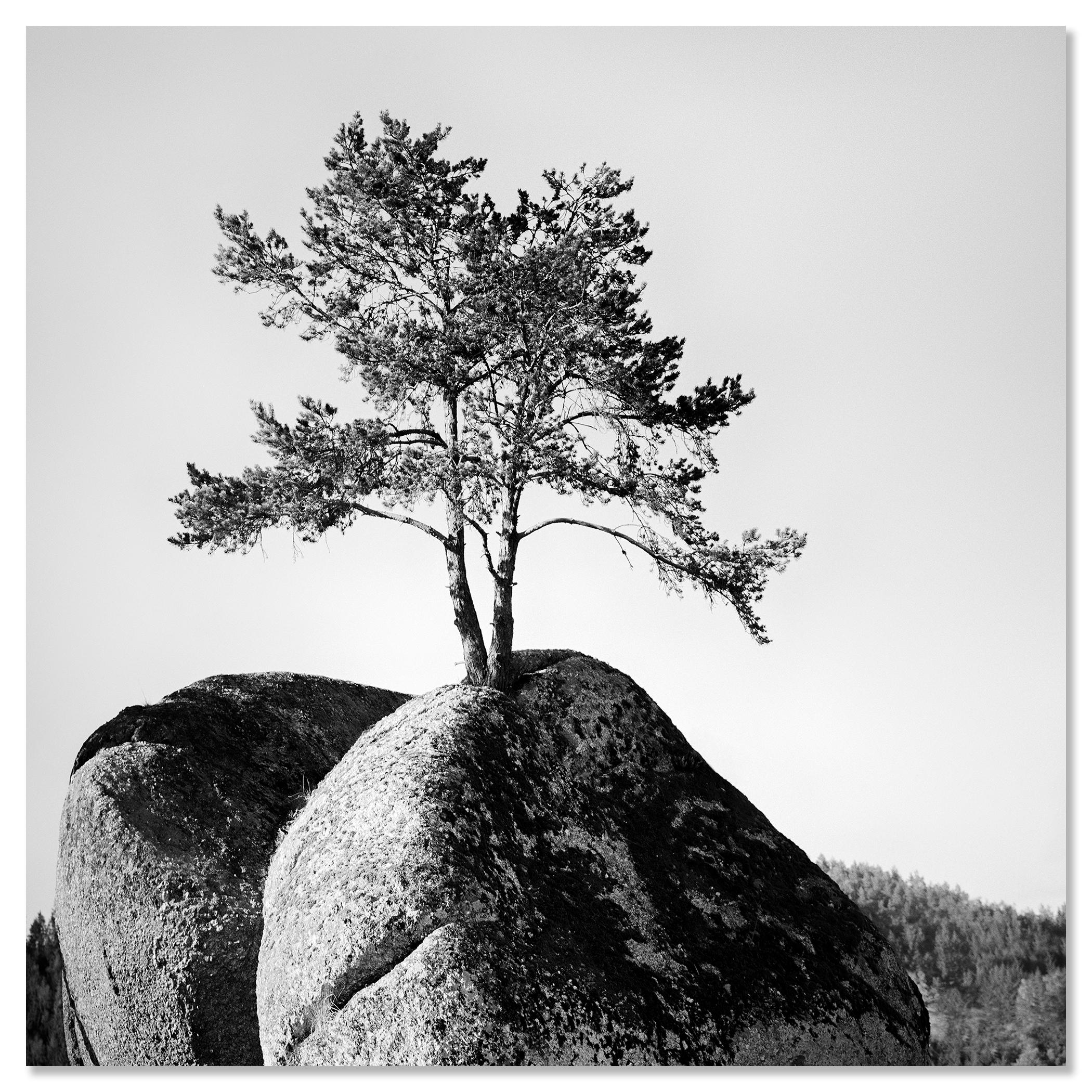 Einsamer Baum auf dem Felsen, minimalistische Landschaft, Fotografie in limitierter Auflage, Druck im Angebot 3