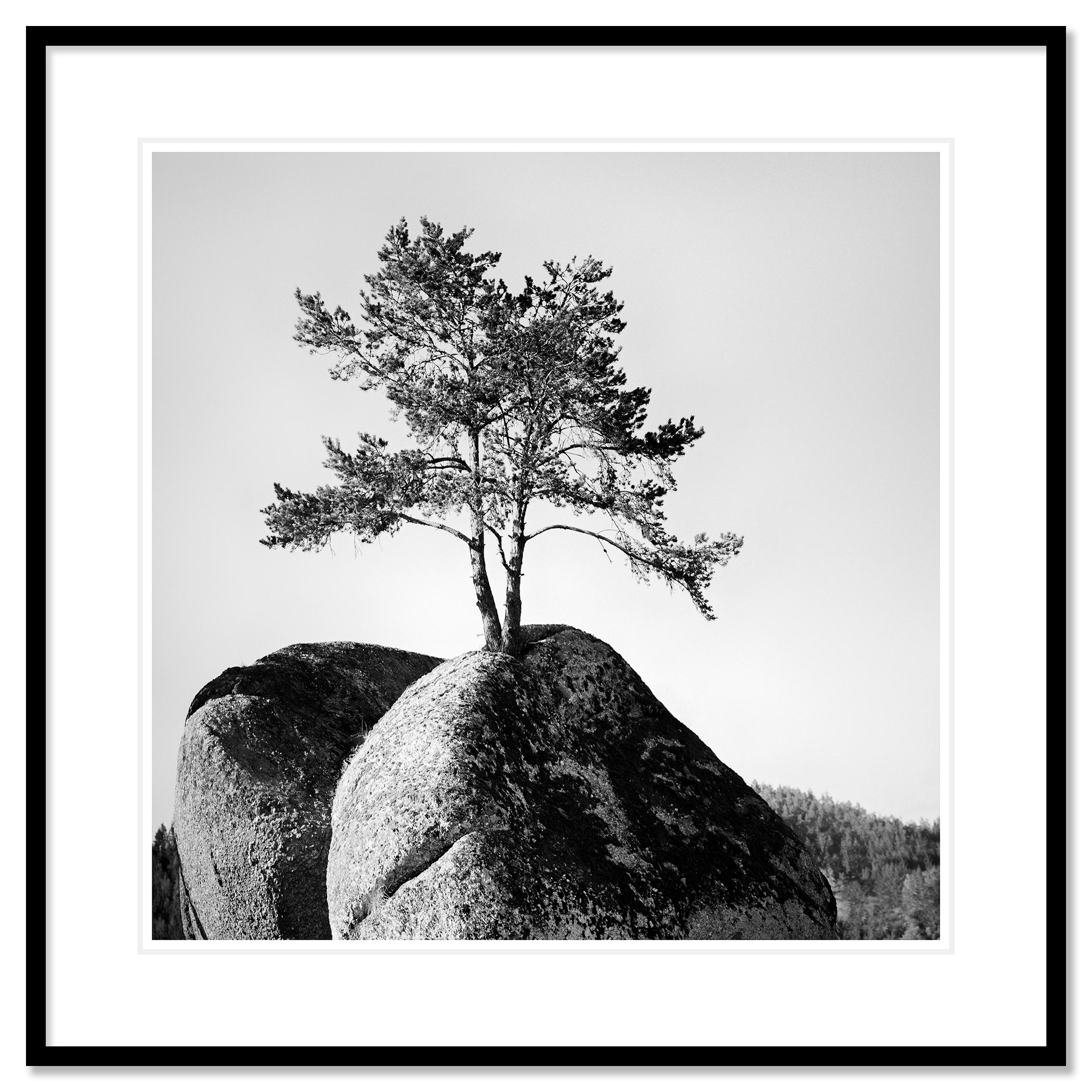 Schwarzer und weißer Kunstdruck der Landschaftsfotografie. Einzelner Baum auf riesigen Steinen vor dem Wald, Mühlviertel, Österreich. Pigmenttintendruck, Auflage 9, signiert, betitelt, datiert und nummeriert vom Künstler. Mit Echtheitszertifikat.