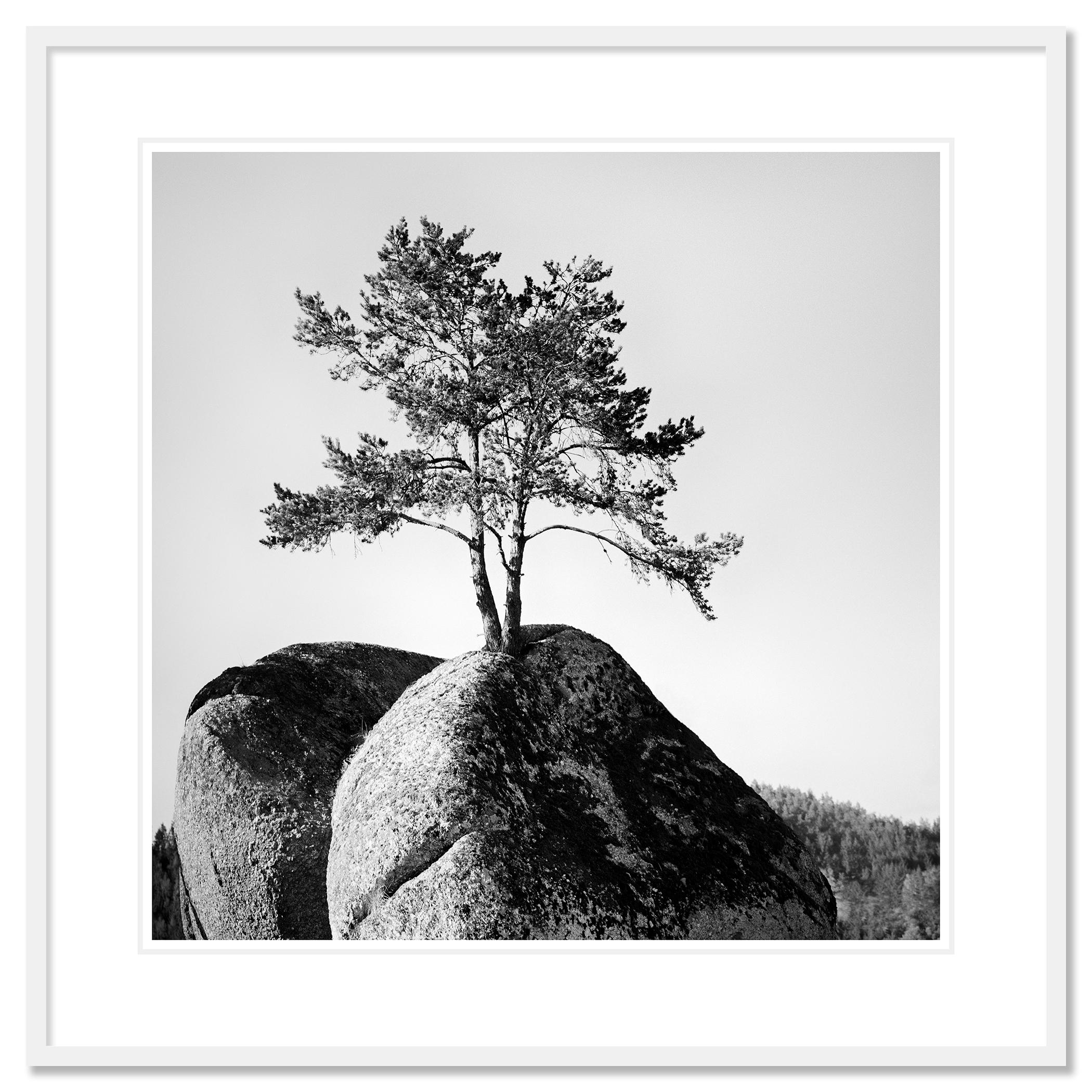Einsamer Baum auf dem Felsen, minimalistische Landschaft, Fotografie in limitierter Auflage, Druck im Angebot 1