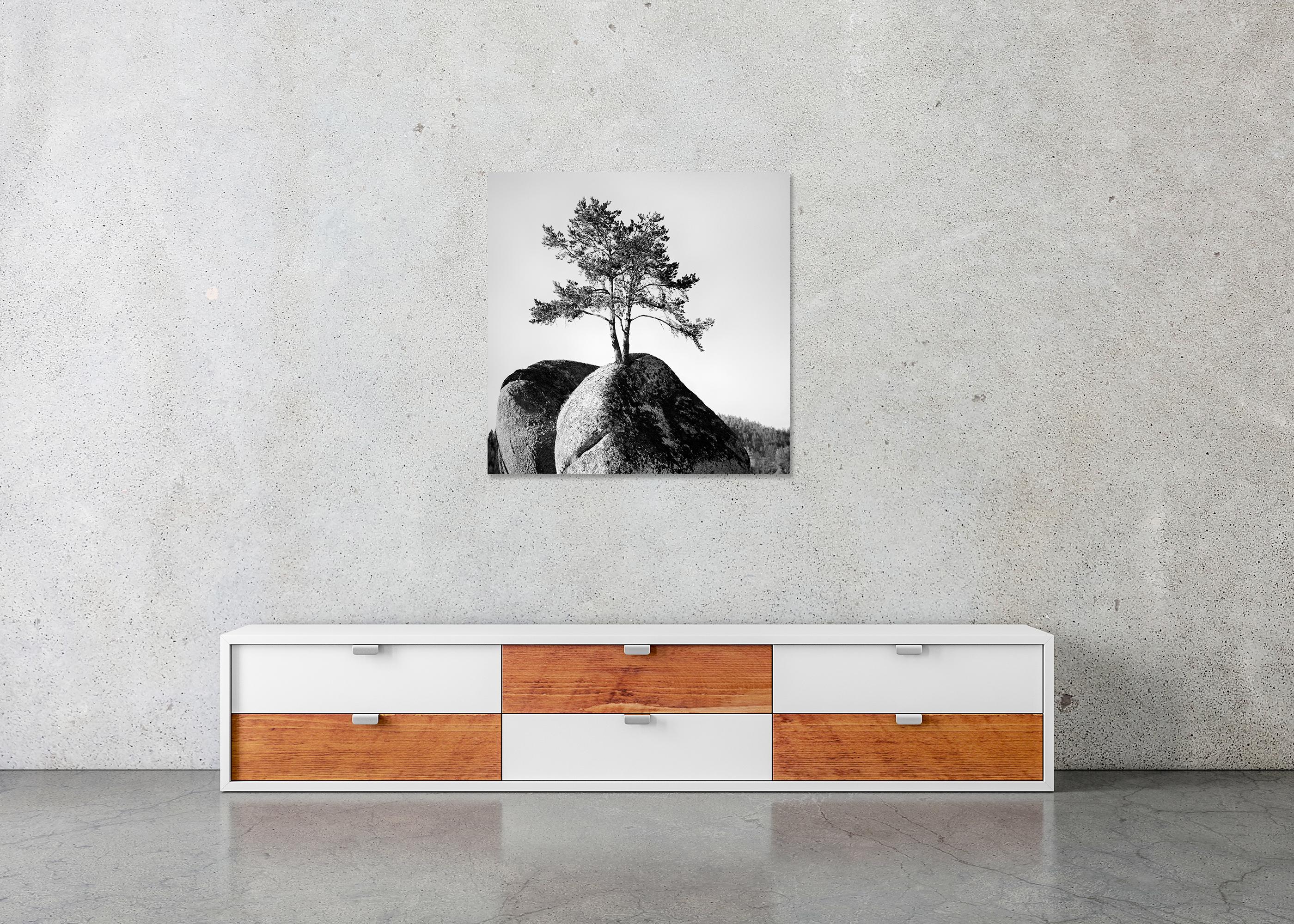 Einsamer Baum auf dem Felsen, minimalistische Landschaft, Fotografie in limitierter Auflage, Druck im Angebot 4