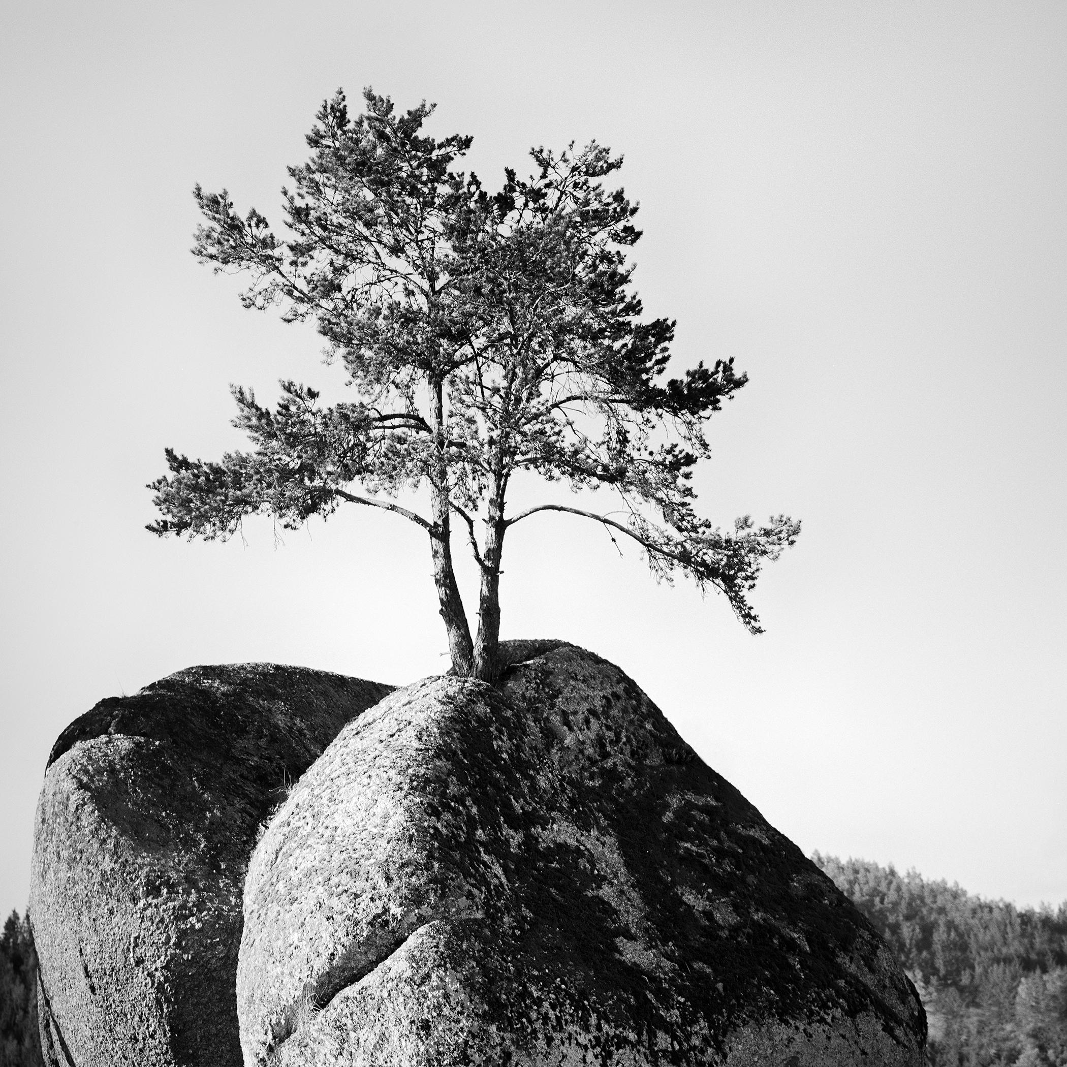 Gerald Berghammer Landscape Photograph – Einsamer Baum auf dem Felsen, minimalistische Landschaft, Fotografie in limitierter Auflage, Druck