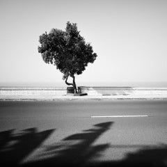Albero sul lungomare, paesaggio monocromatico, fotografia, stampa in edizione limitata