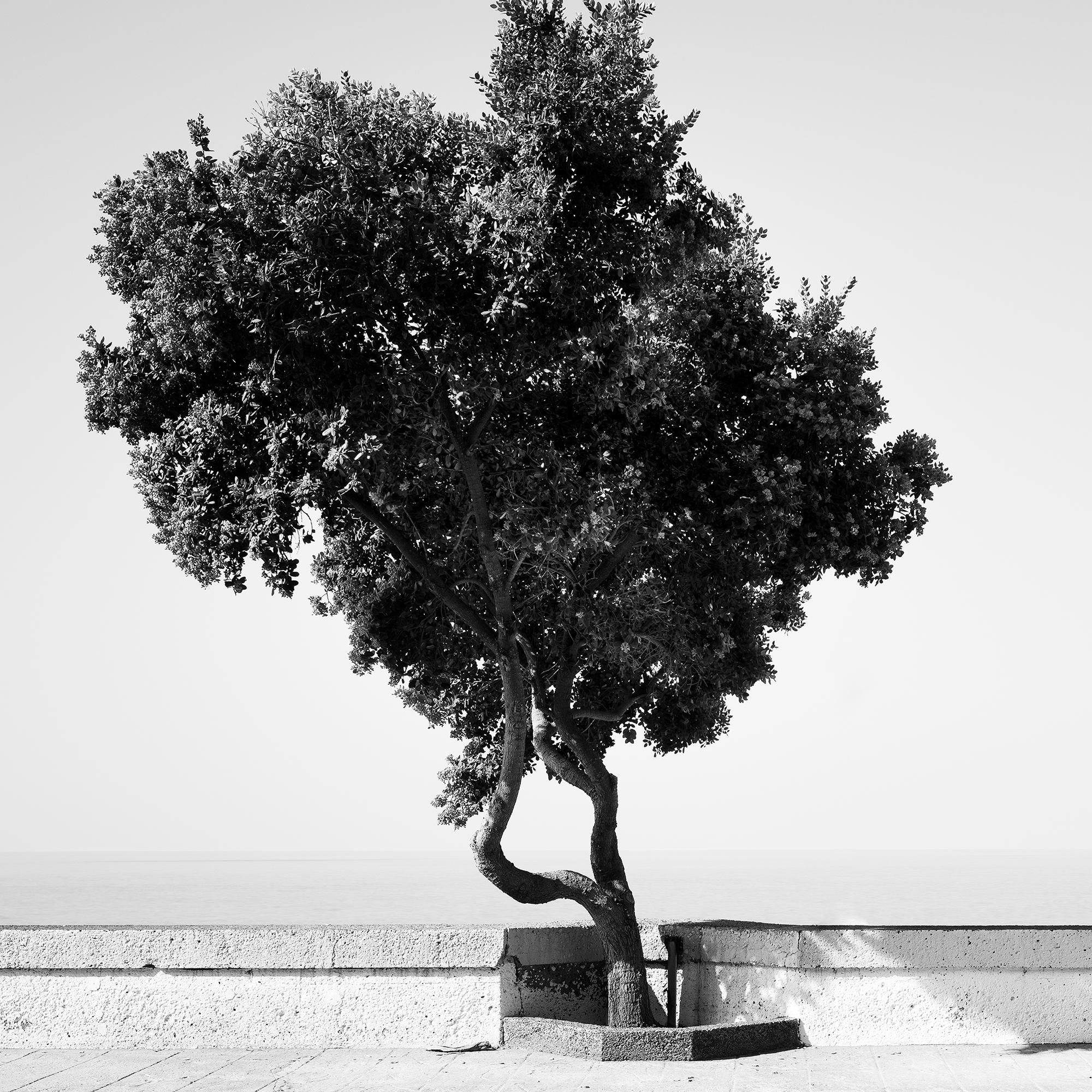 Tree on the Waterfront, monochrome Landschaft, Fotografie, Druck in limitierter Auflage im Angebot 5