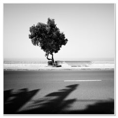 Albero sul lungomare fotografia monocromatica di paesaggio stampa in edizione limitata