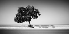 Tree on the Waterfront, Portugal, Schwarz-Weiß-Fotografie, Kunstlandschaft