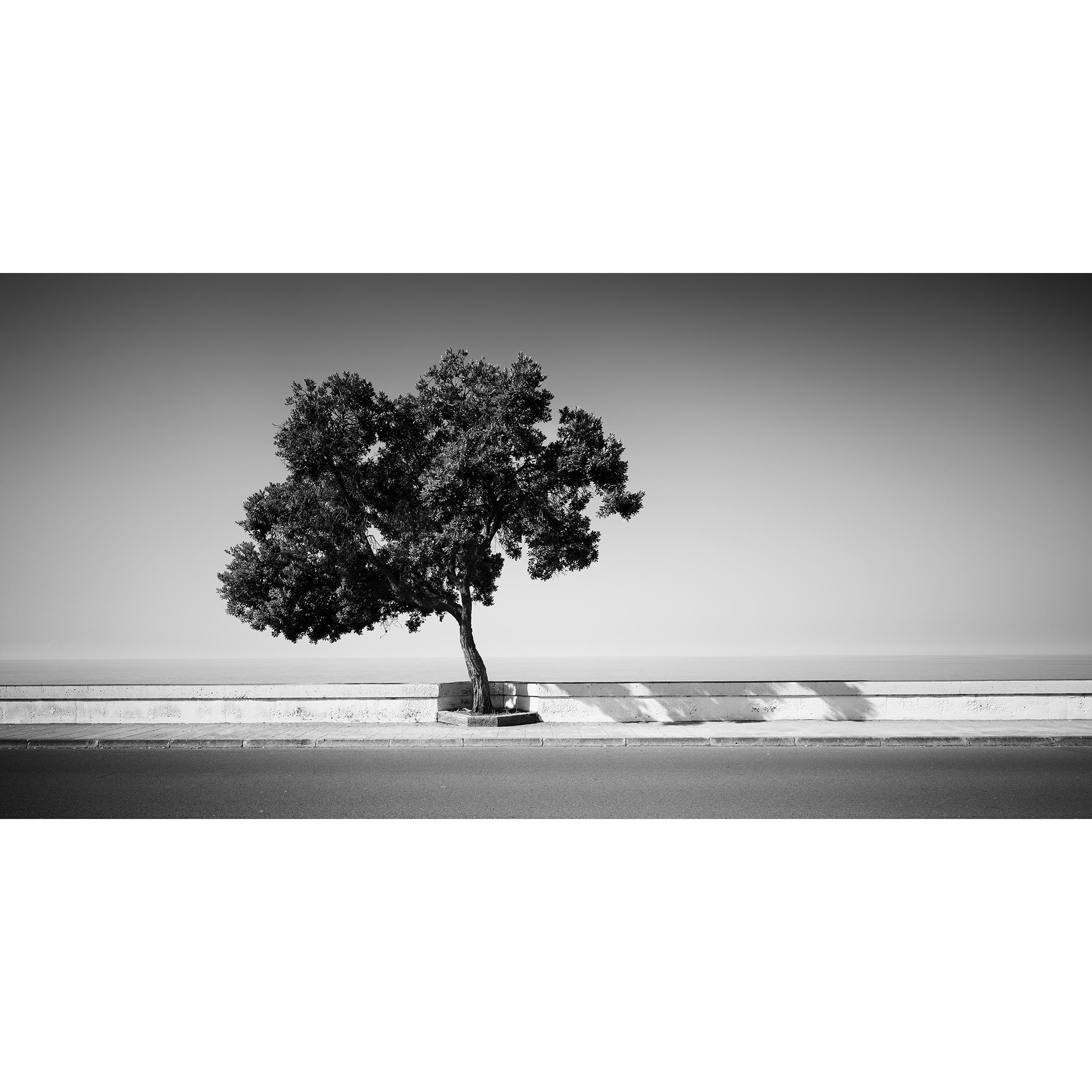 Tree on the Waterfront, Portugal, black and white photography, landscape