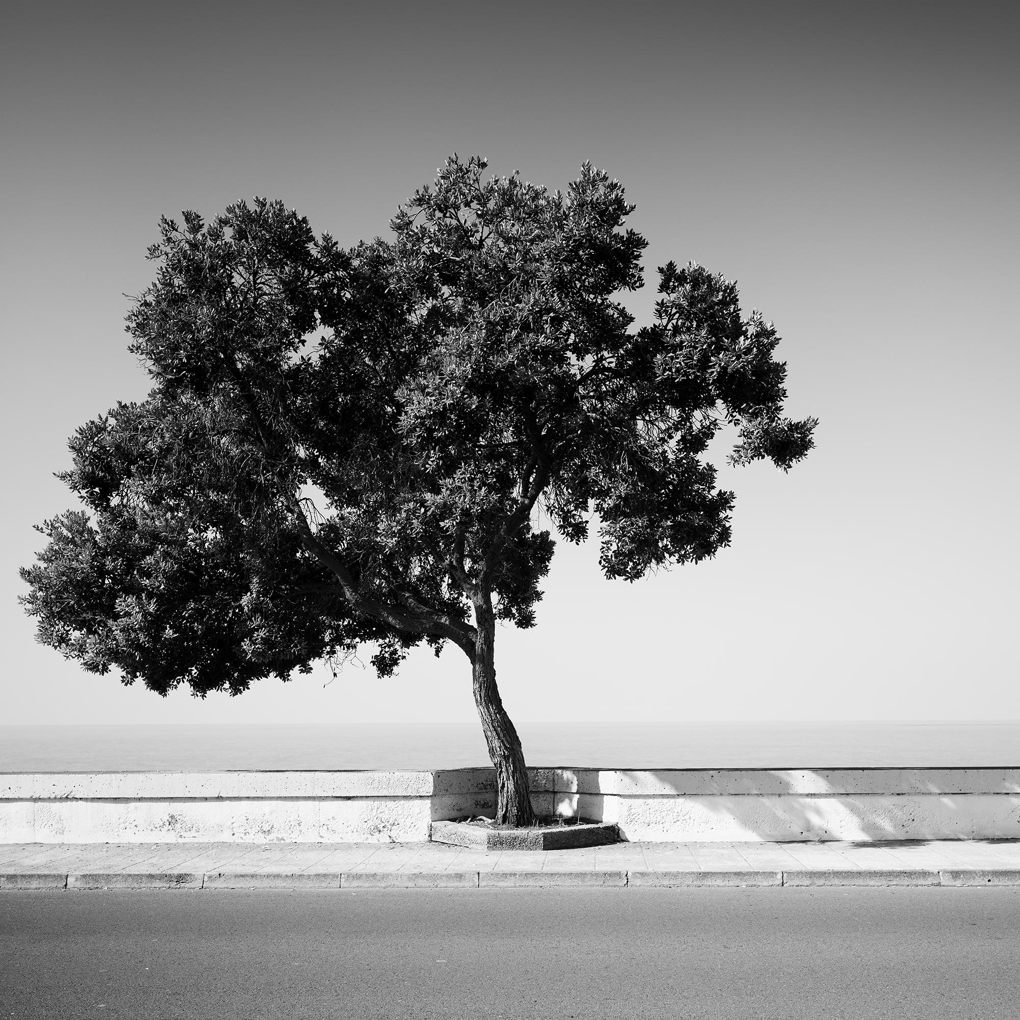Tree on the Waterfront, Portugal, black and white photography, art landscape For Sale 2