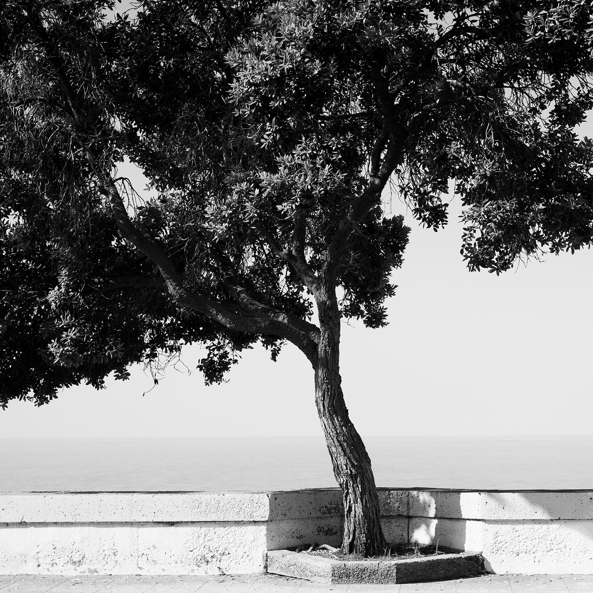 Tree on the Waterfront, Portugal, black and white photography, art landscape For Sale 3