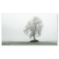 Panorama d'un arbre avec gelée blanche - photographie minimaliste couleur grand format