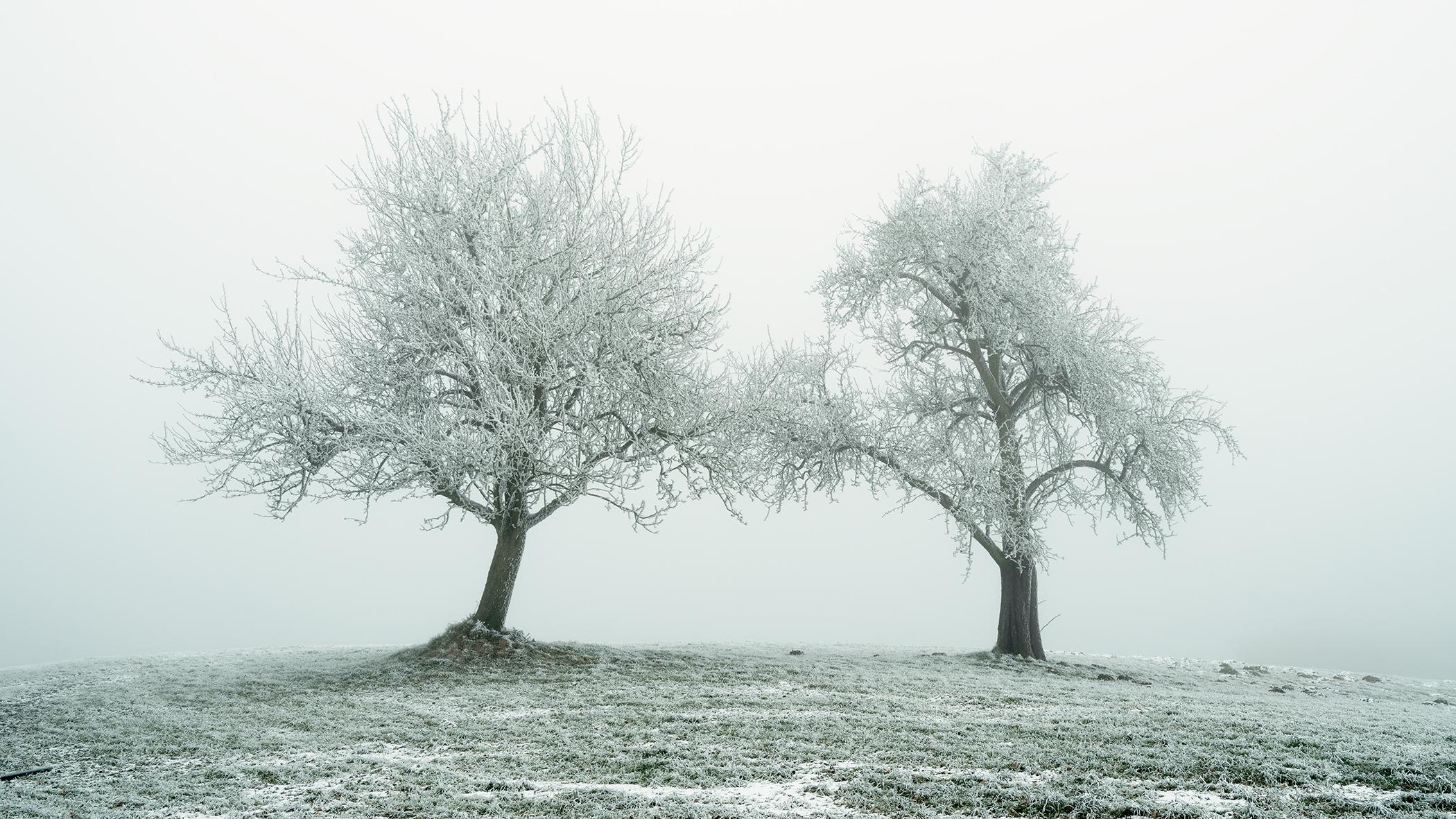 Panorama d'un arbre avec du givre blanc - Photographie de paysages au pays des merveilles de l'hiver