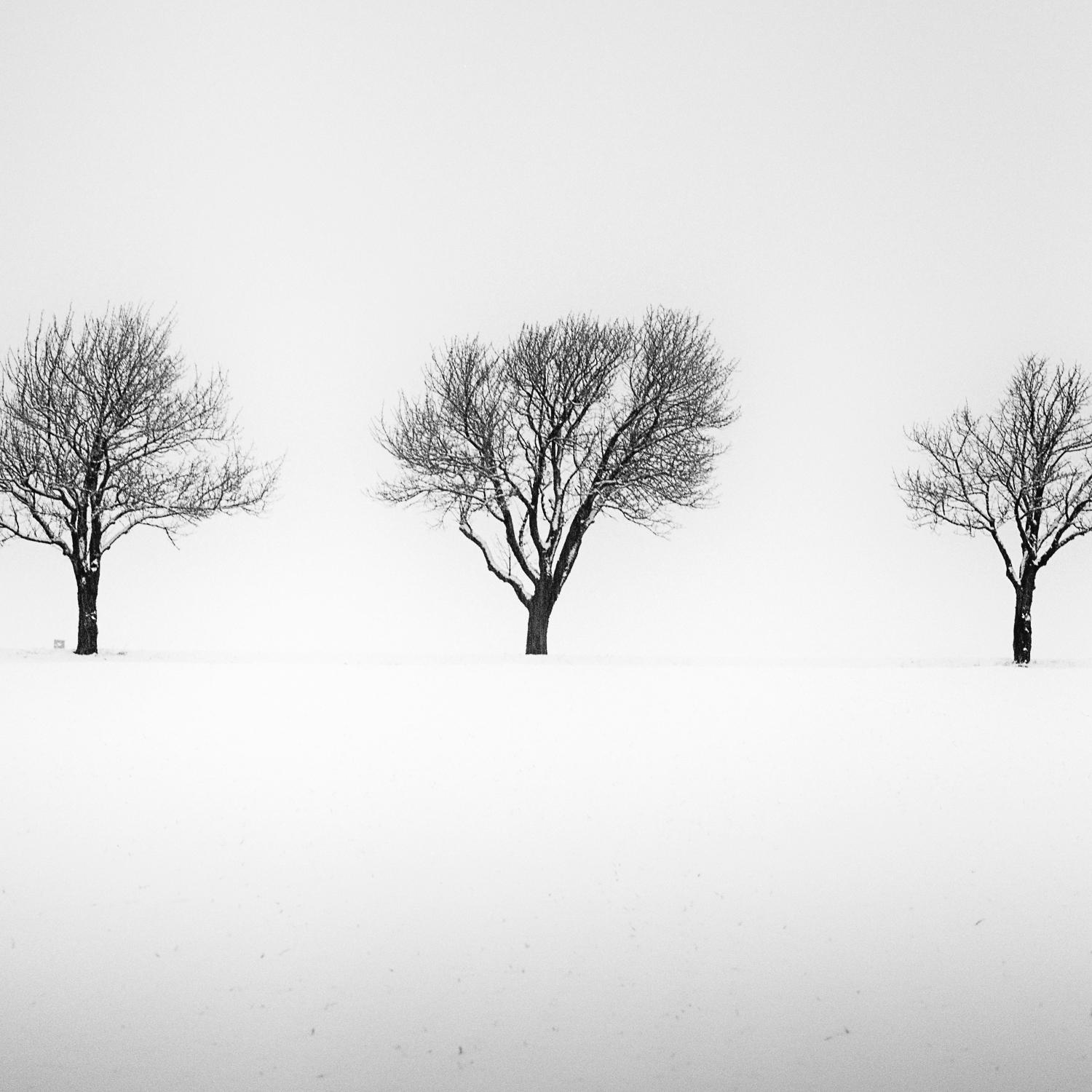 Bäume in Schneewittchen, Schwarz-Weiß-Gelatine-Silber-Kunstfotografie, gerahmt (Zeitgenössisch), Photograph, von Gerald Berghammer