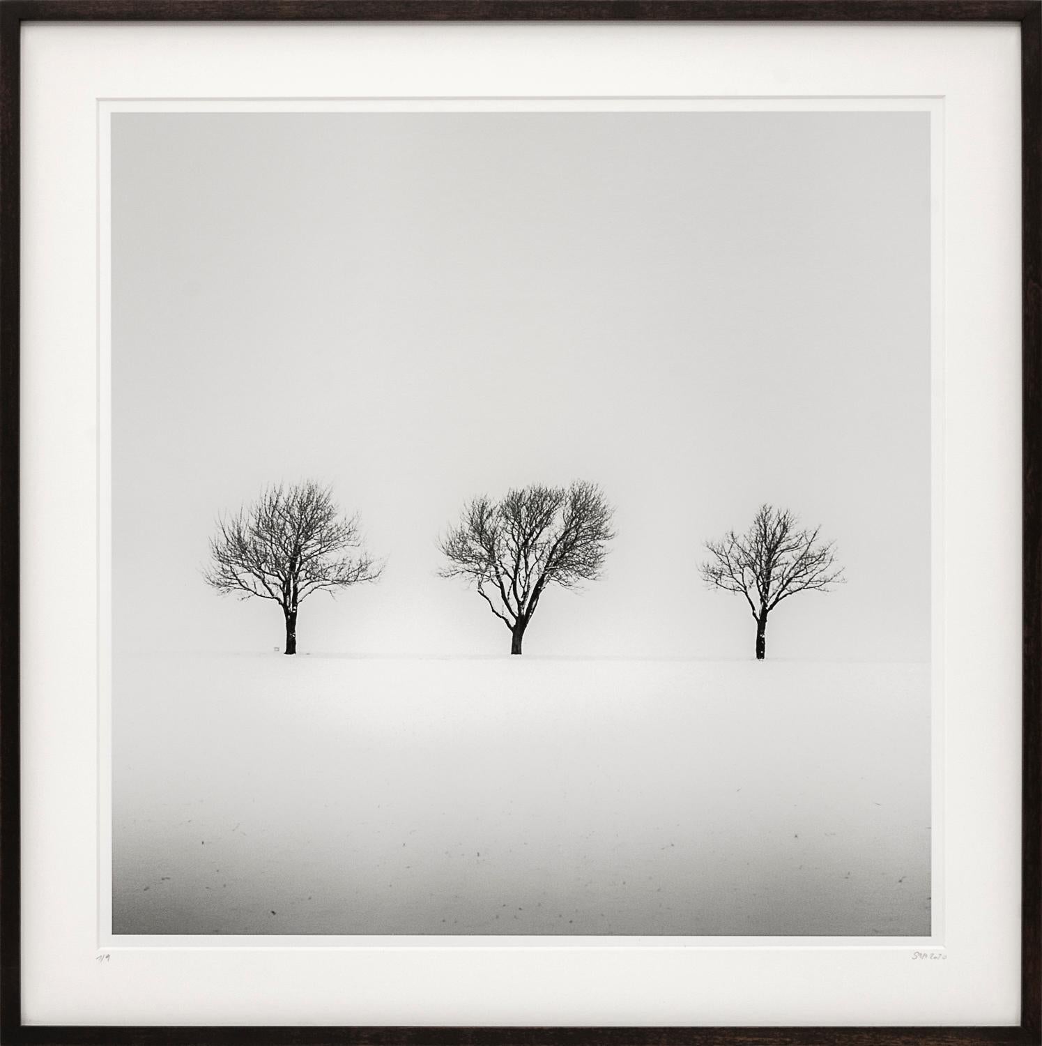 Bäume in Schneewittchen, Schwarz-Weiß-Gelatine-Silber-Kunstfotografie, gerahmt