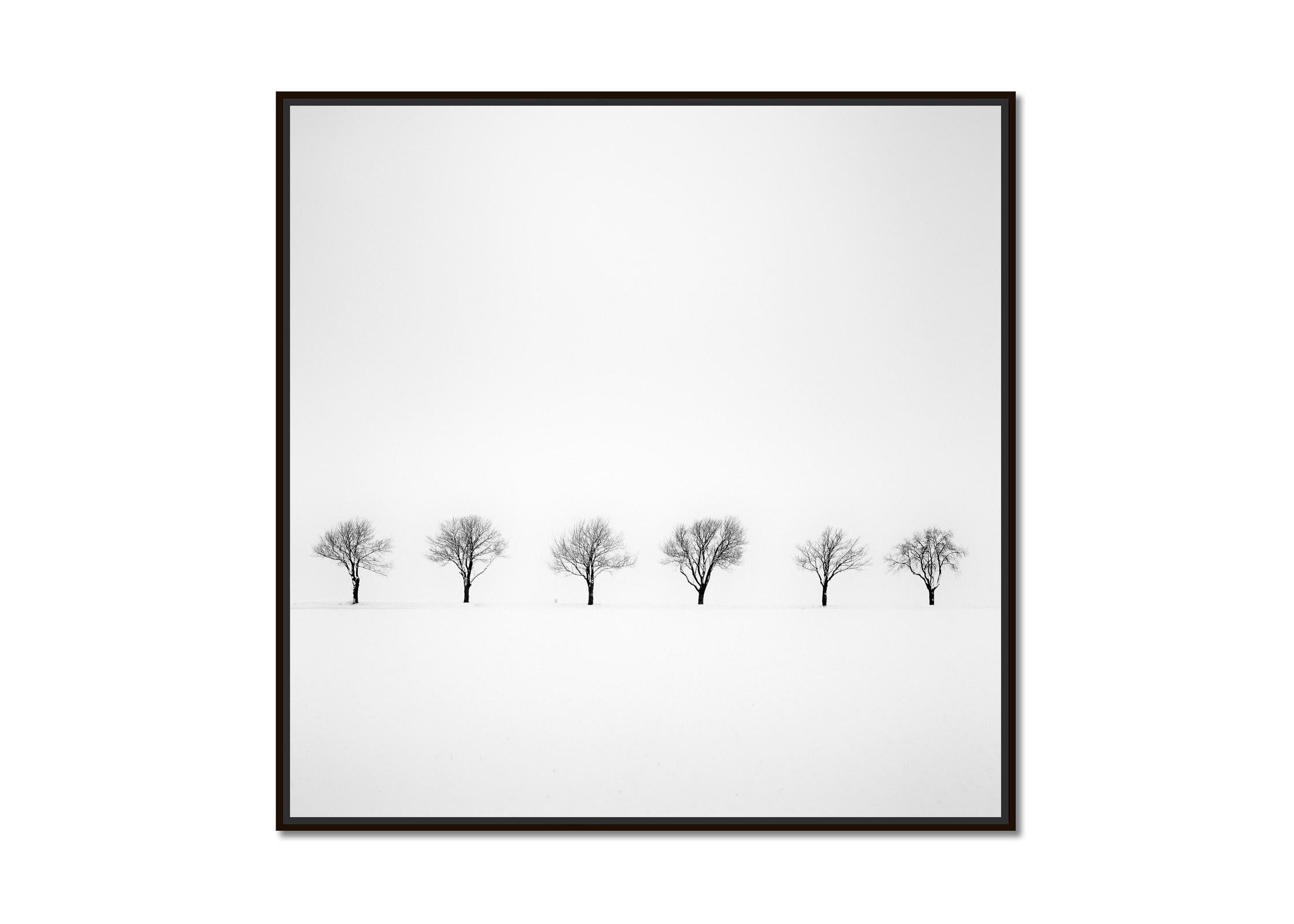 Gerald Berghammer Trees in snowy Field, black and white minimalist