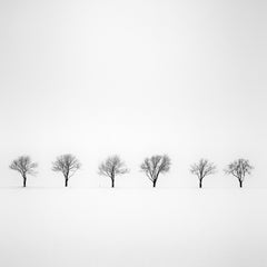 Trees in snowy Field, black and white minimalist fine art photography, landscape