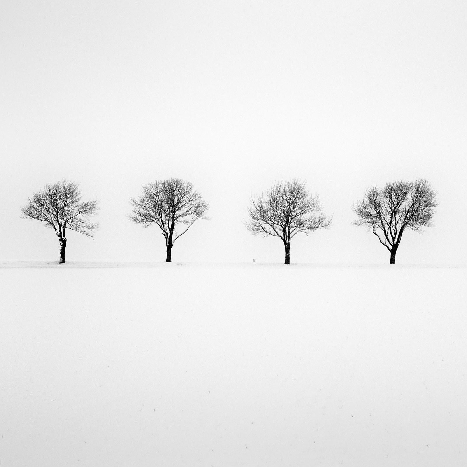 Trees in snowy Field, black and white minimalist photography, fine art landscape For Sale 3