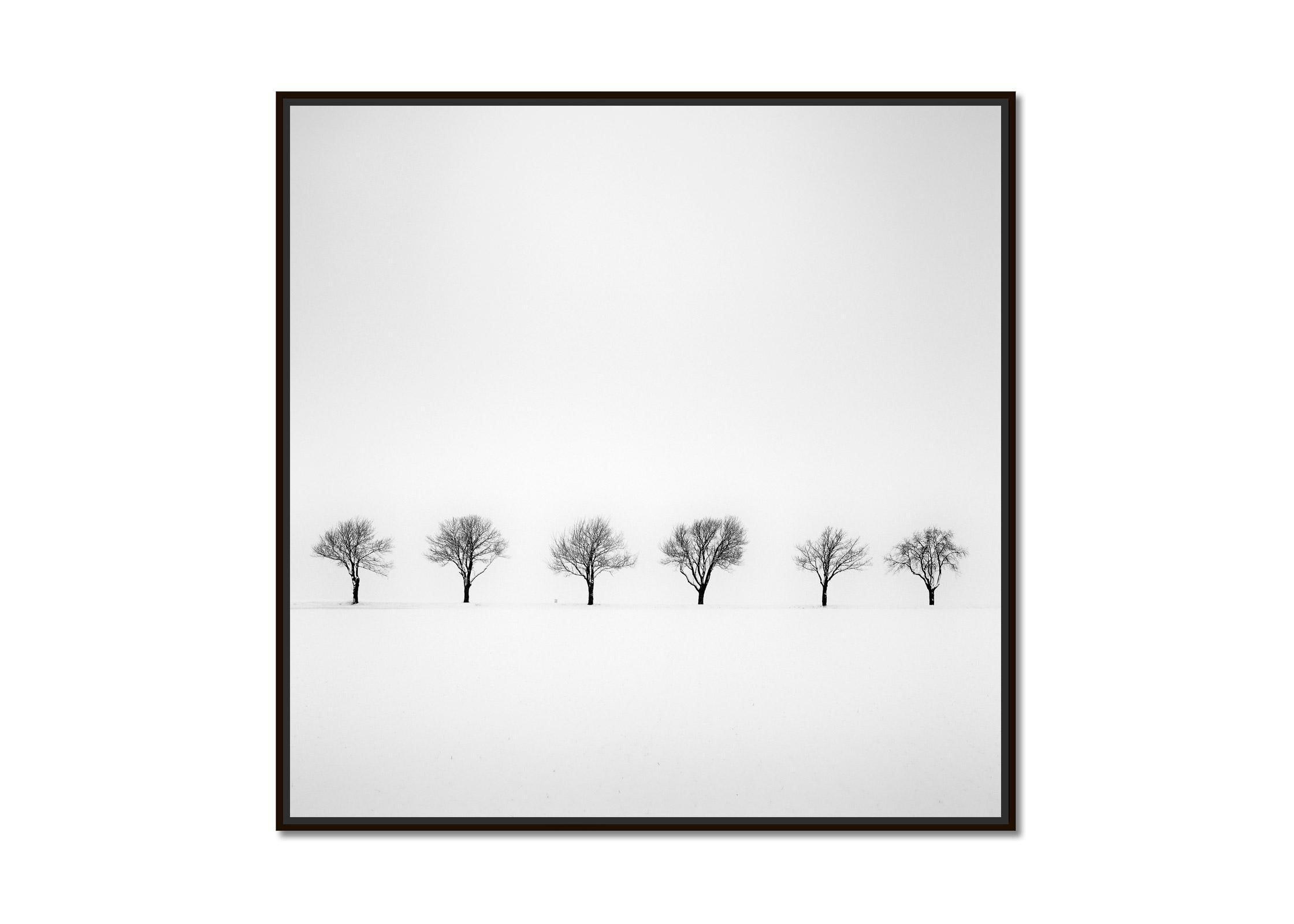 Trees in snowy Field, black and white minimalist photography, fine art landscape - Photograph by Gerald Berghammer