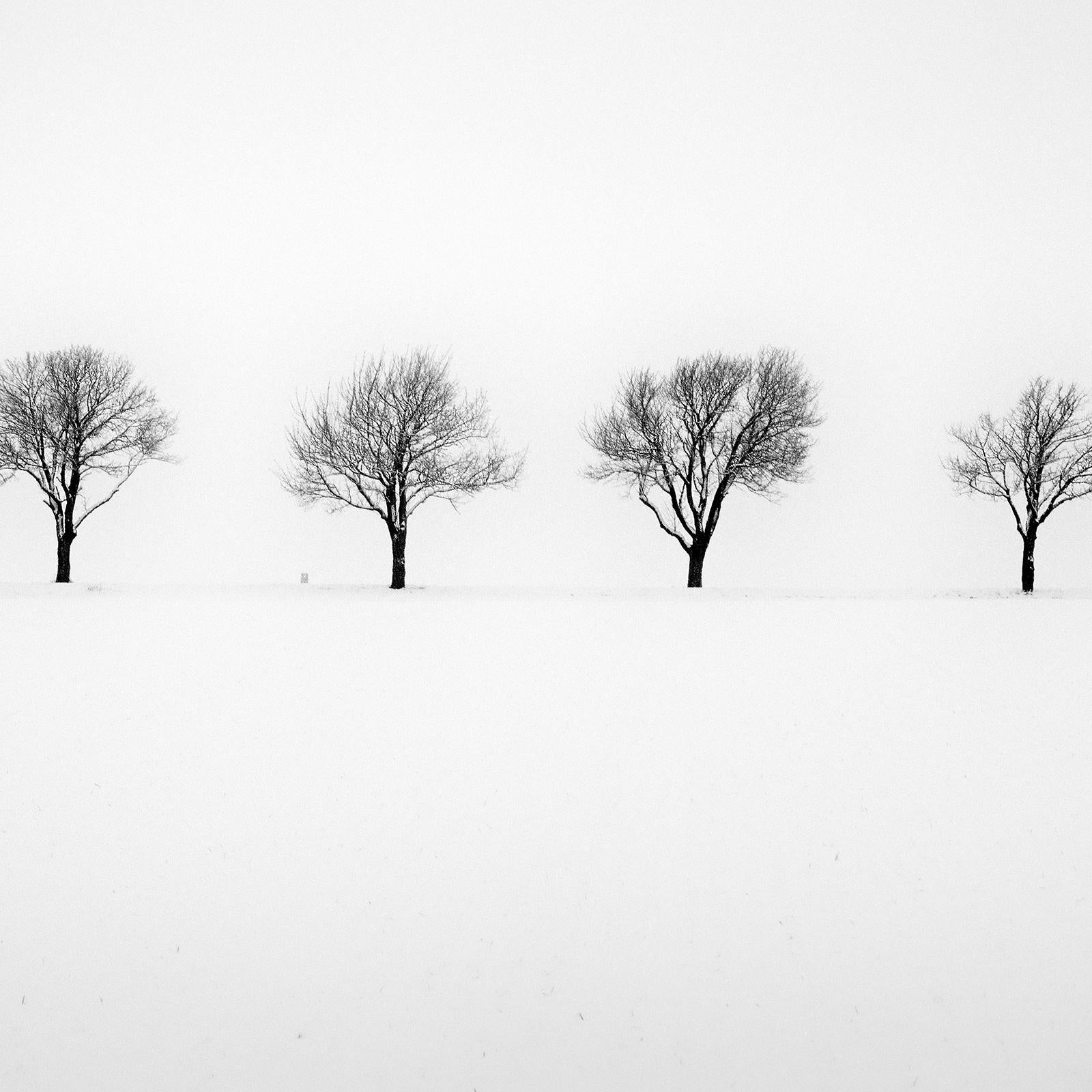 Trees in snowy Field, black and white minimalist photography, fine art landscape For Sale 1