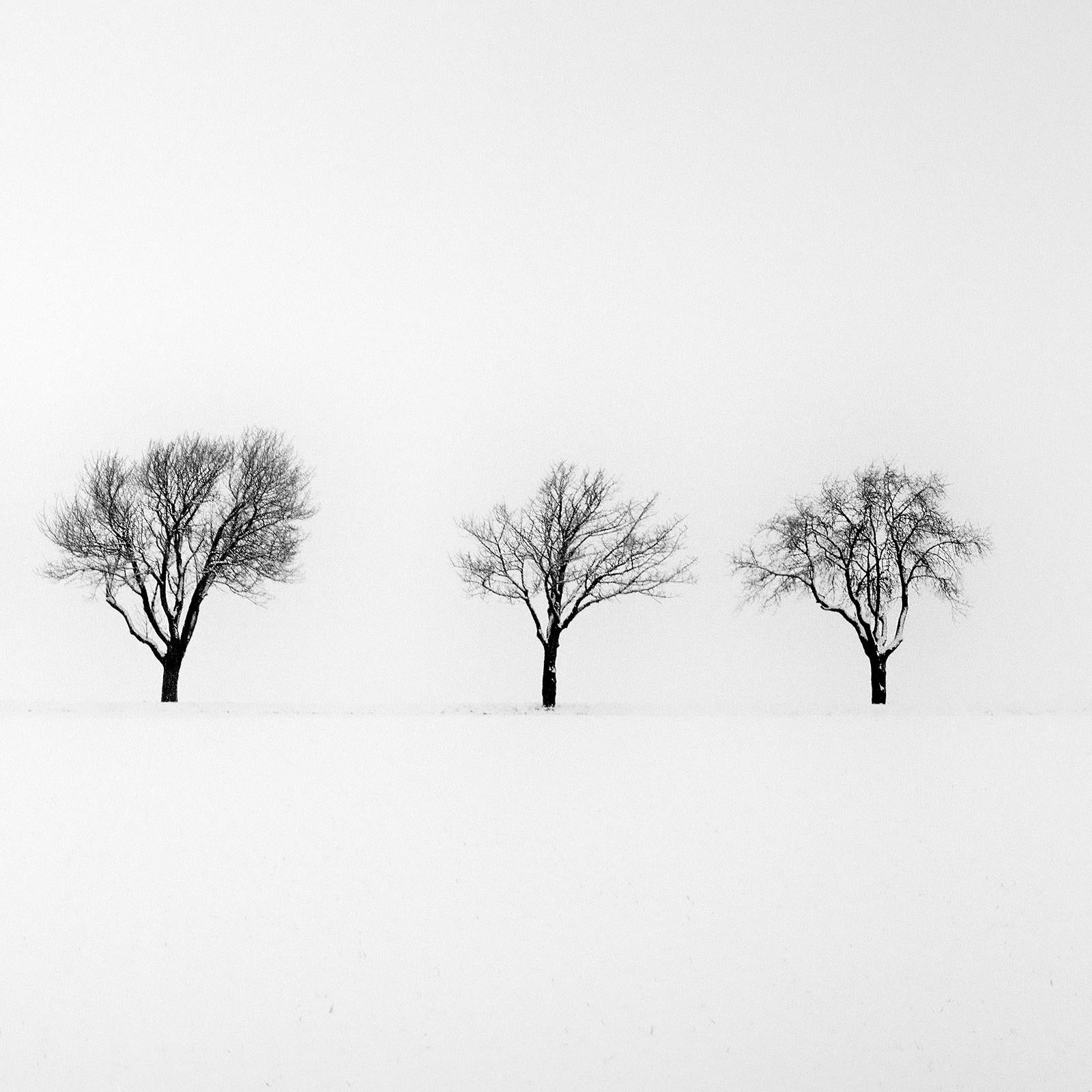 Trees in snowy Field, black and white minimalist photography, fine art landscape For Sale 2