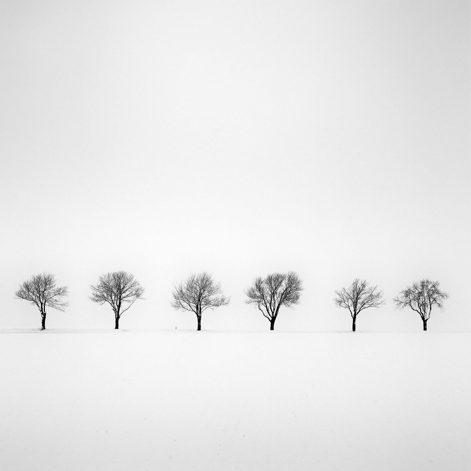 Gerald Berghammer Landscape Photograph - Trees in snowy Field, black and white minimalist photography, fine art landscape