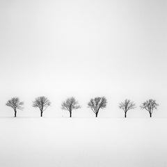 Trees in snowy Field, Schwarz-Weiß- Minimalistische Fotografie, Kunstlandschaft in Schneewittchen