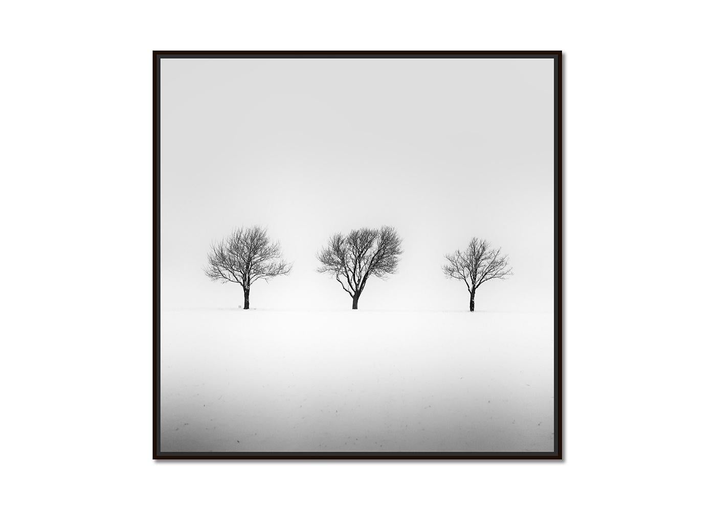 Drei Bäume in verschneitemtem Feld, minmalistische Landschaftsfotografie, limitierte Auflage – Photograph von Gerald Berghammer