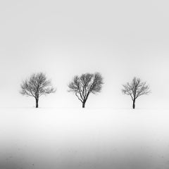 Tre alberi in un campo innevato, fotografia di paesaggio minmalista, edizione limitata