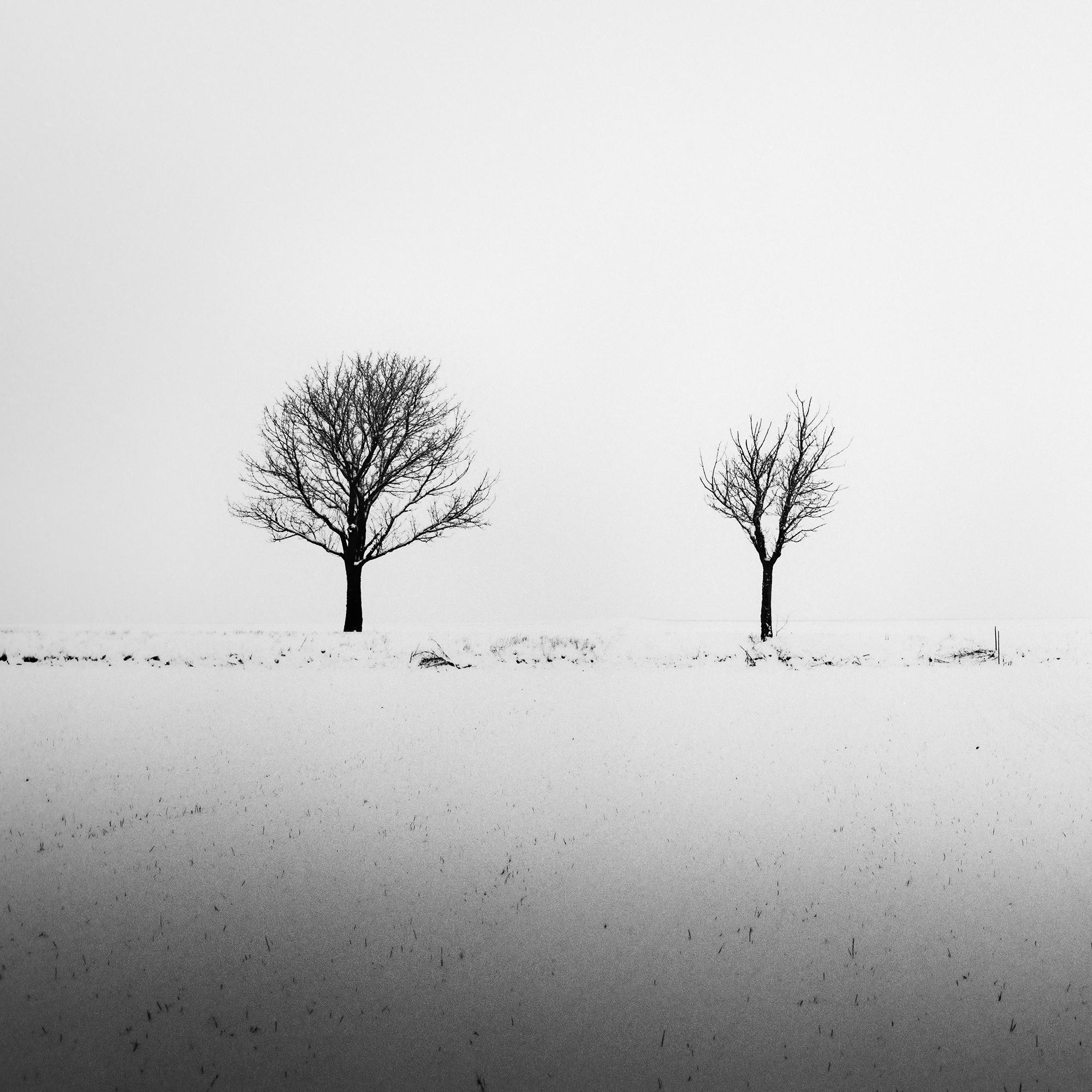 Trees in snowy Field, minimale Fotografie, Winterlandschaft, limitierte Auflage im Angebot 5