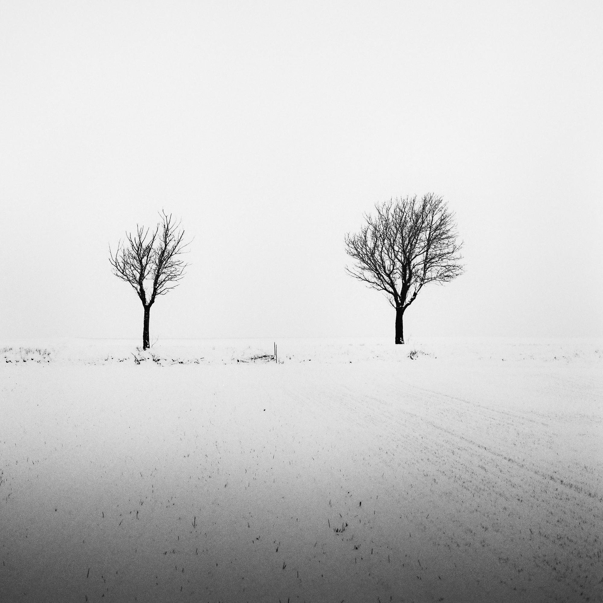 Trees in snowy Field, minimale Fotografie, Winterlandschaft, limitierte Auflage im Angebot 6