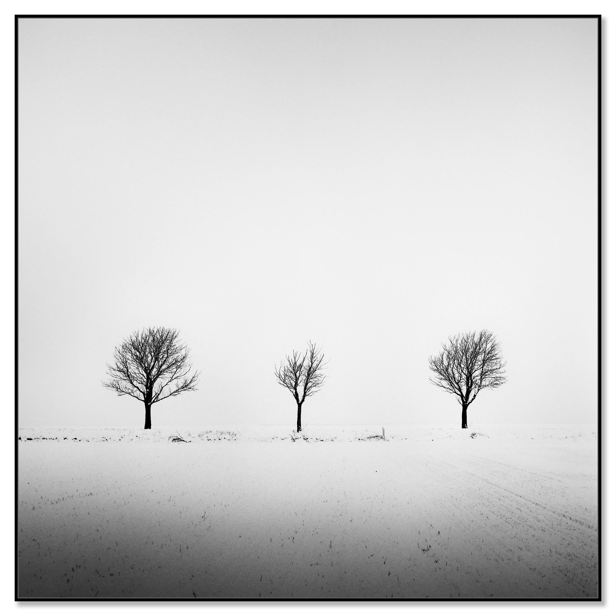 Trees in snowy Field, minimale Fotografie, Winterlandschaft, limitierte Auflage – Photograph von Gerald Berghammer