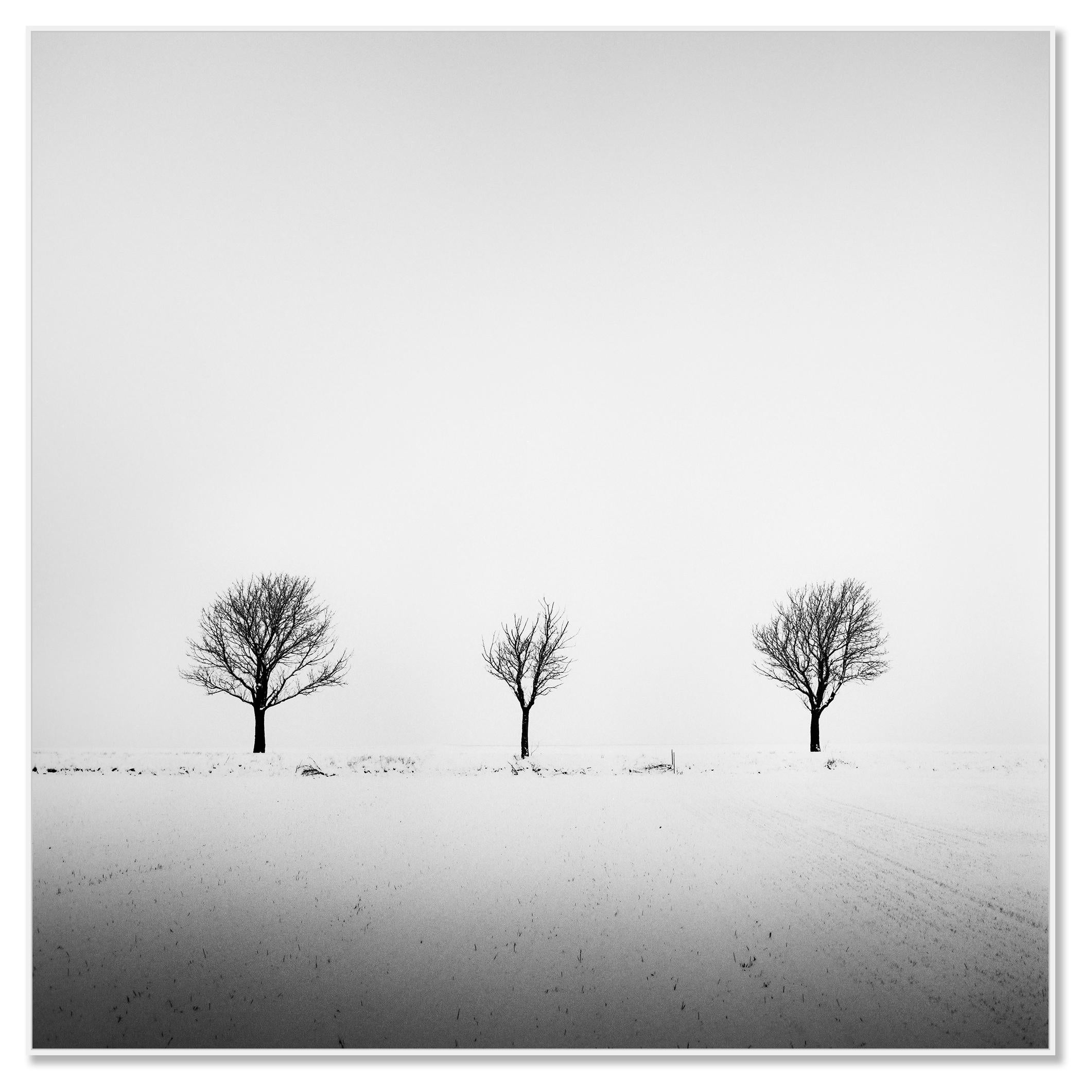 Trees in snowy Field, minimale Fotografie, Winterlandschaft, limitierte Auflage (Zeitgenössisch), Photograph, von Gerald Berghammer