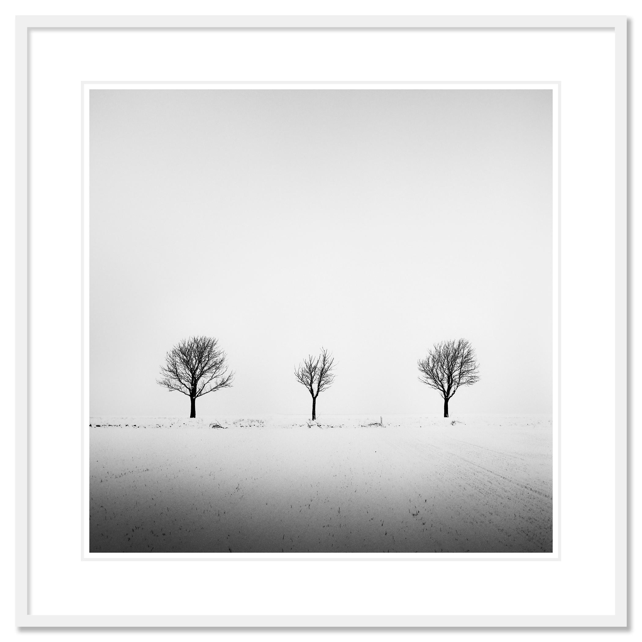 Trees in snowy Field, minimale Fotografie, Winterlandschaft, limitierte Auflage im Angebot 1