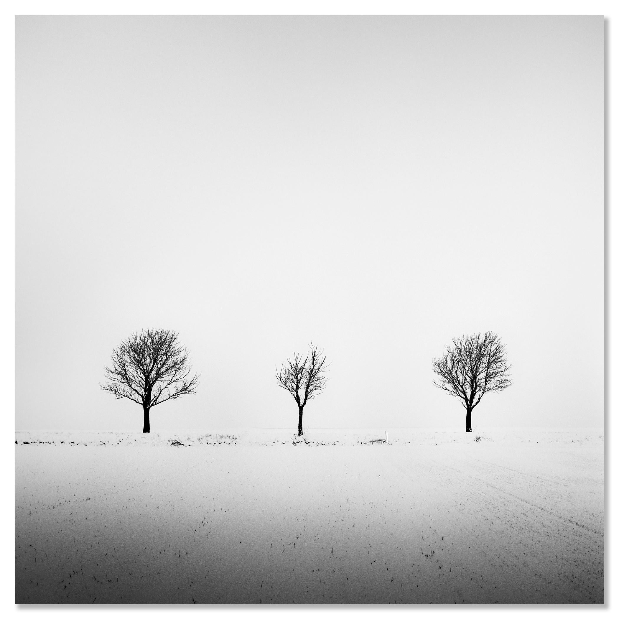 Trees in snowy Field, minimale Fotografie, Winterlandschaft, limitierte Auflage im Angebot 3