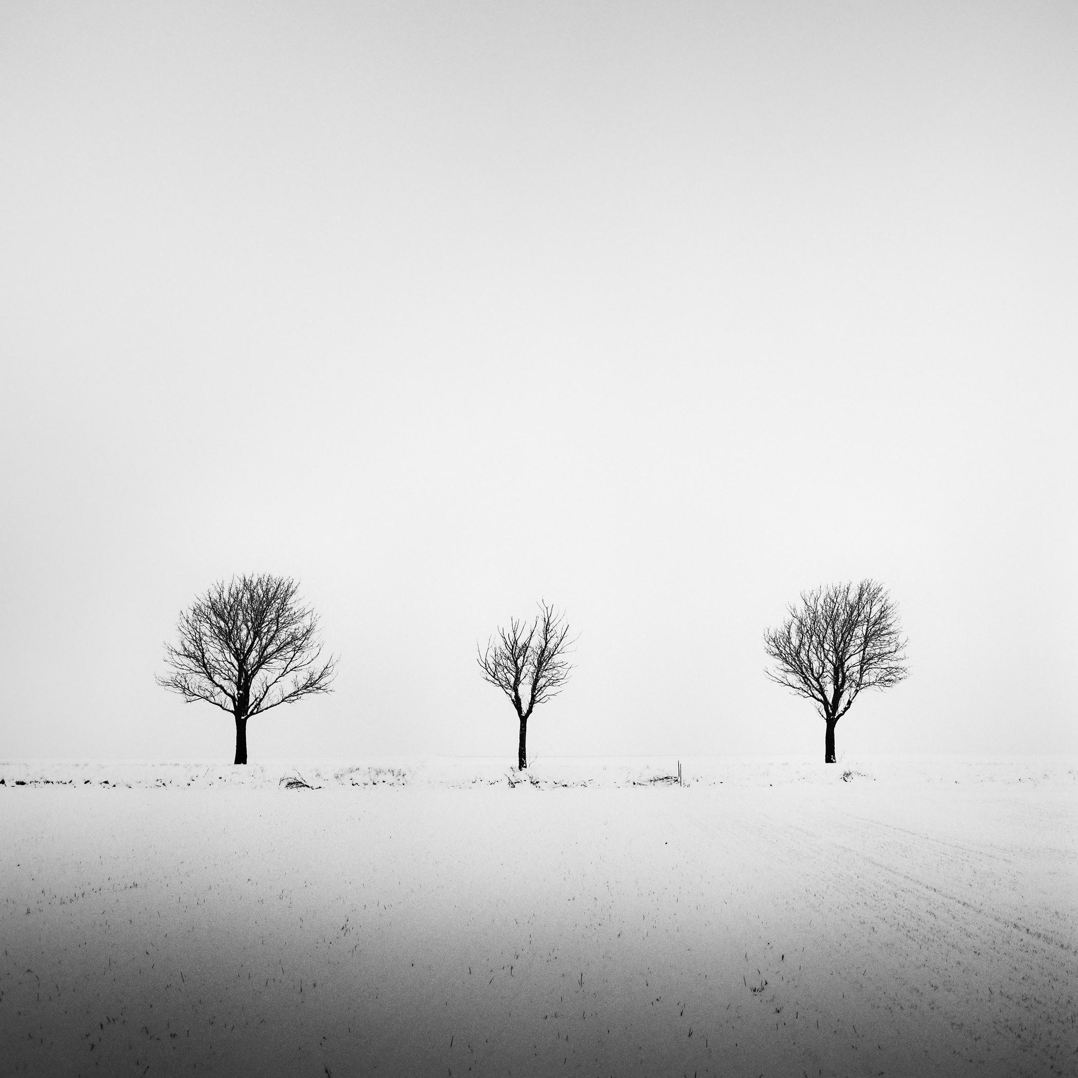 Trees in snowy Field, photographie minimale, paysage d'hiver, édition limitée