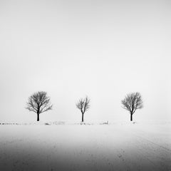 Trees in snowy Field minimal photograph winter landscape limited edition