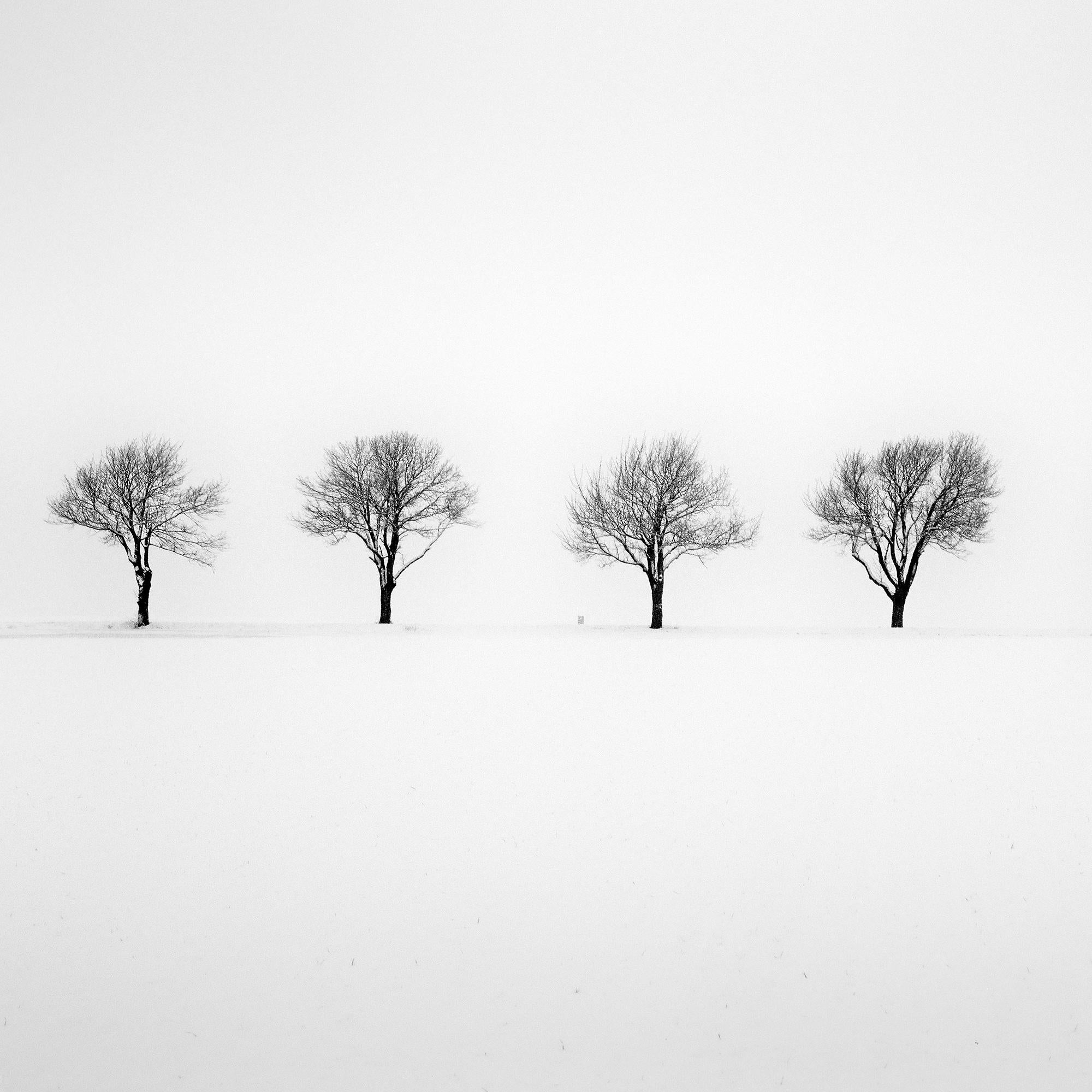 Trees in snowy Field minimlist nature tree limited edition For Sale 3