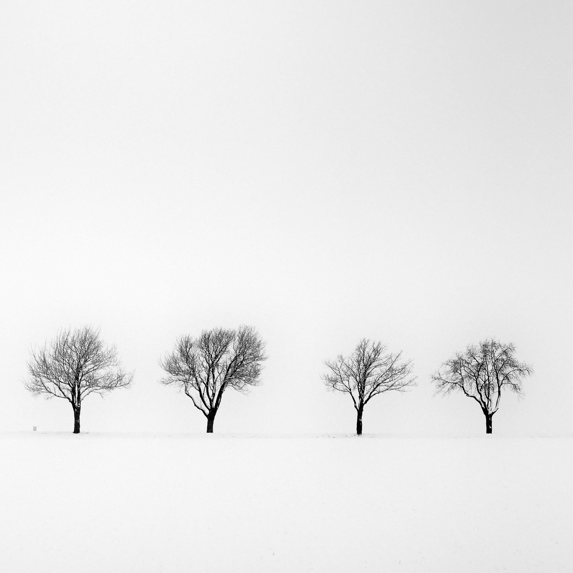 Trees in snowy Field minimlist nature tree limited edition For Sale 4
