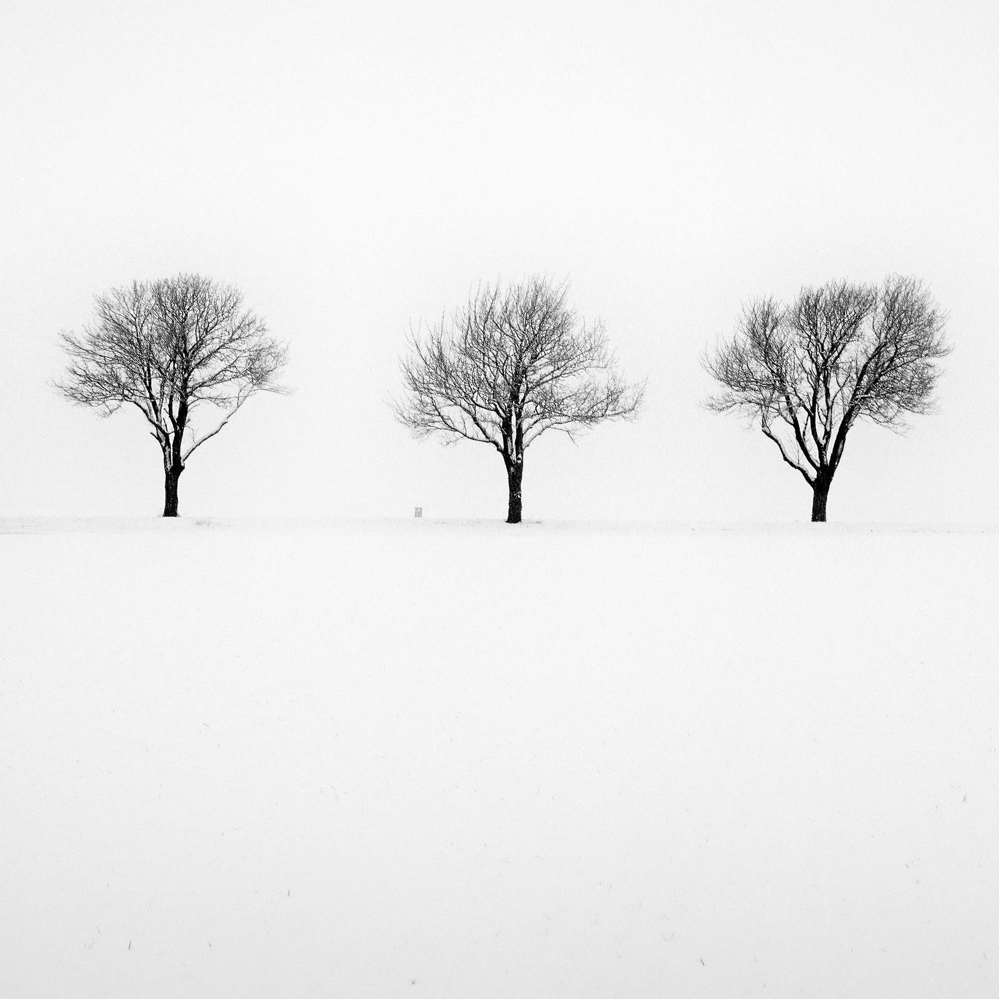 Trees in snowy Field minimlist nature tree limited edition For Sale 5